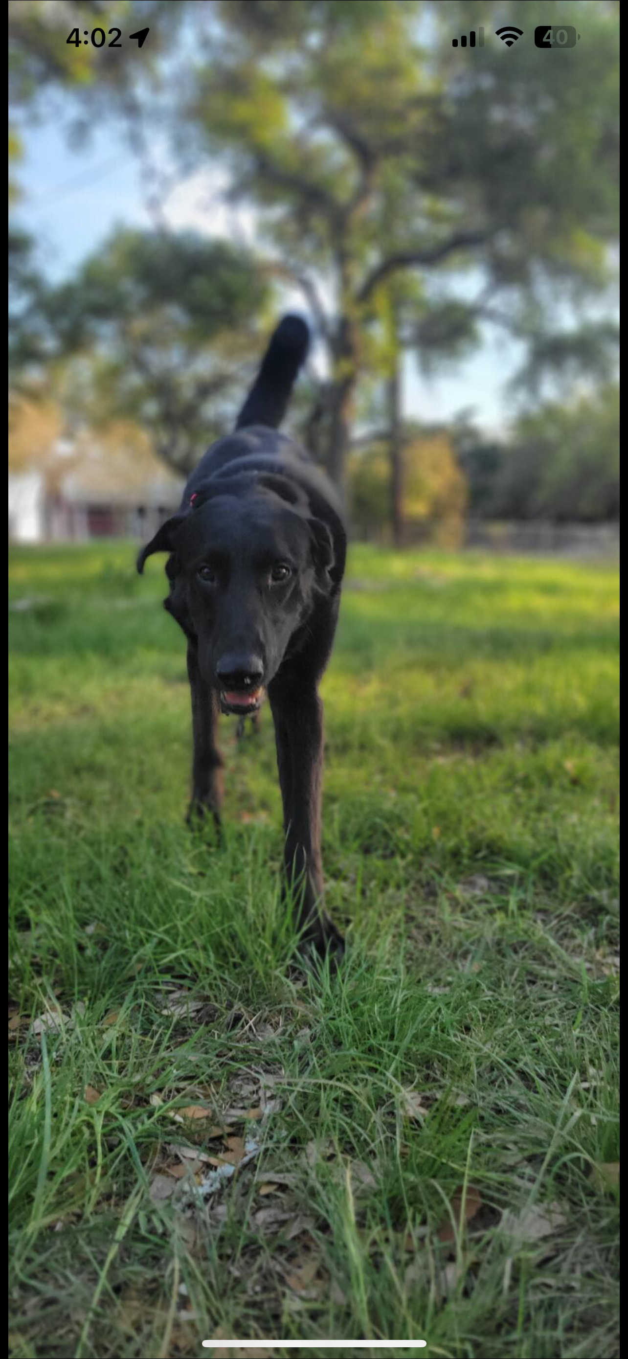 A black dog standing outdoors on grass with a blurred background of trees and a house.