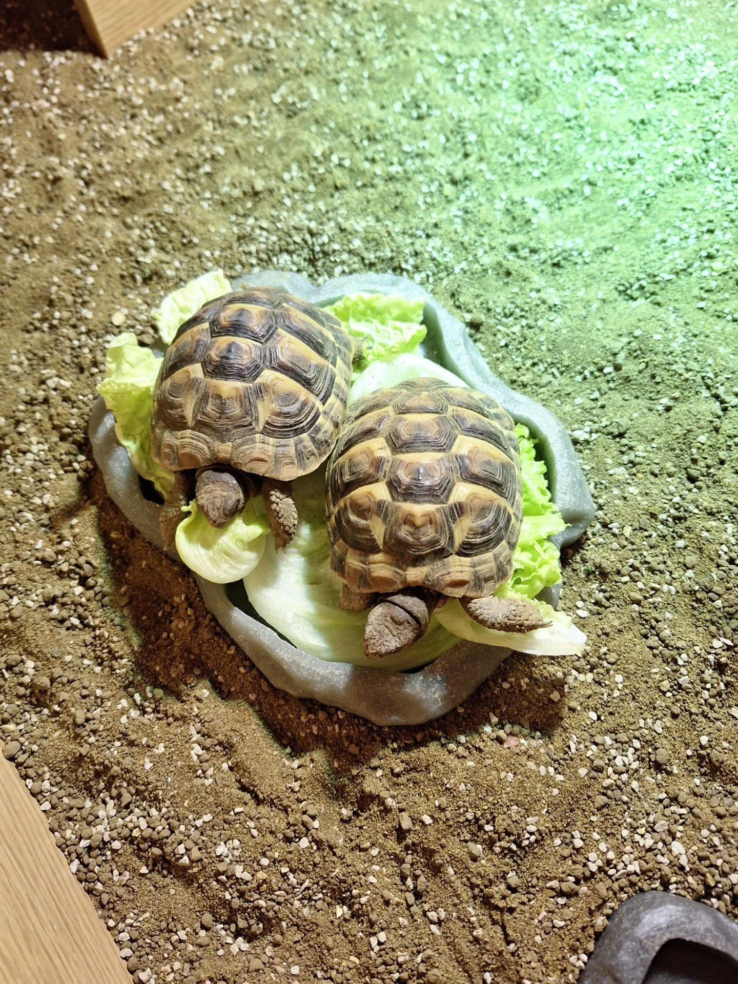 foooood!