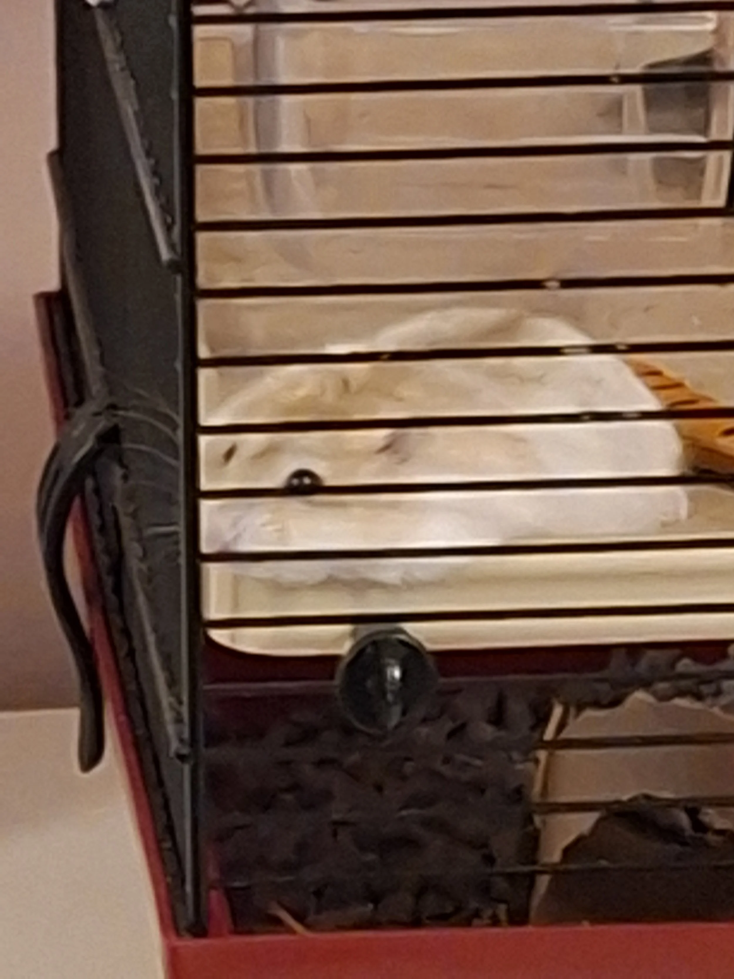 Emma's hamster