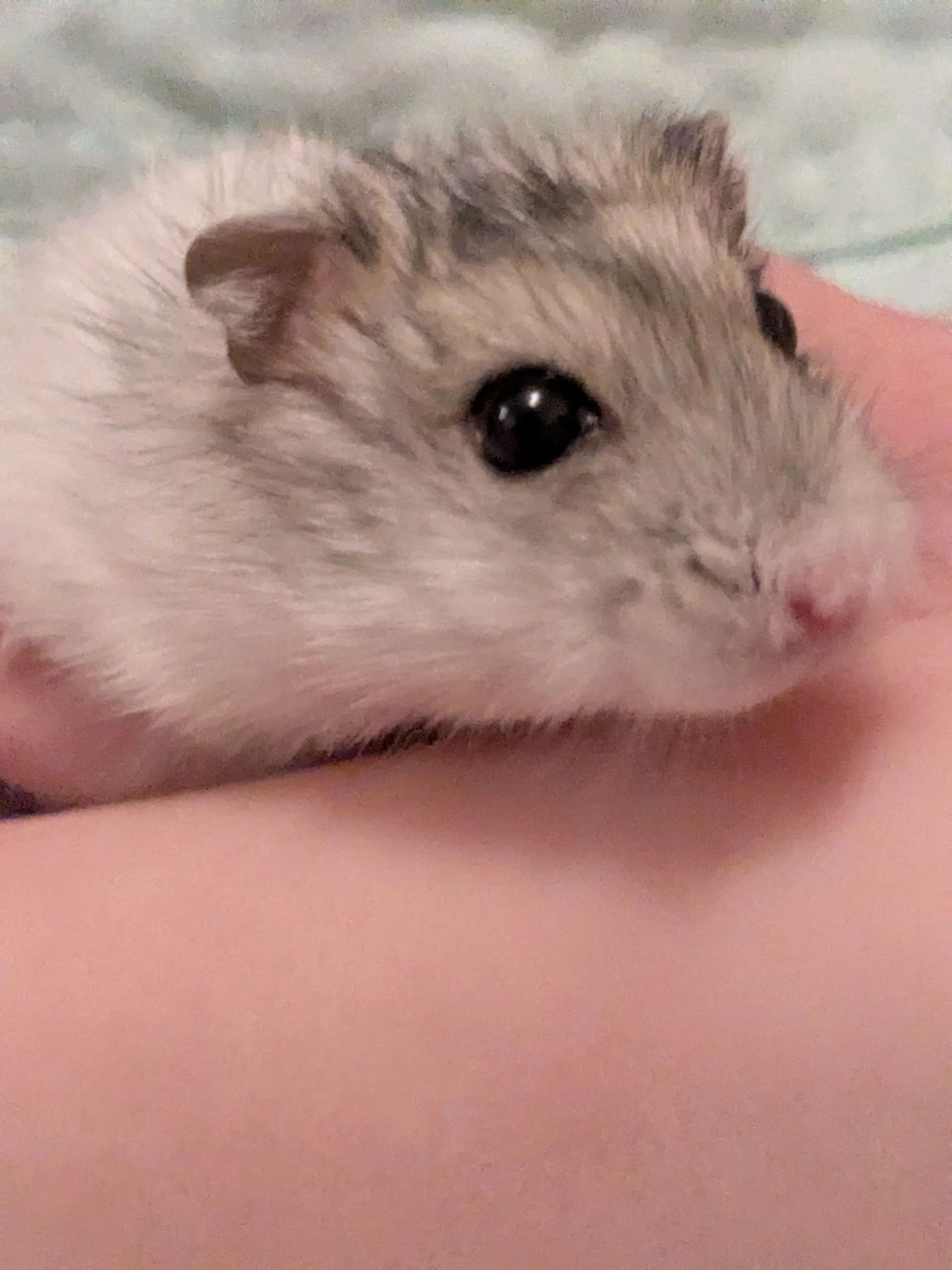 sydny niblits