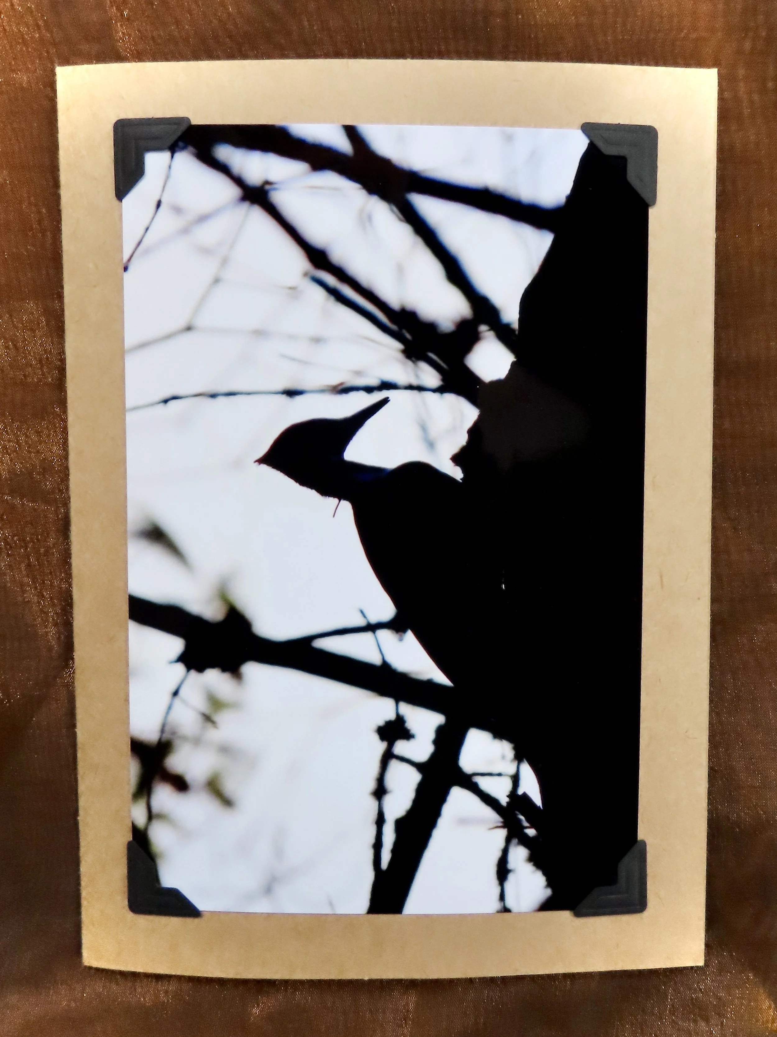 Pileated Woodpecker Greeting Card