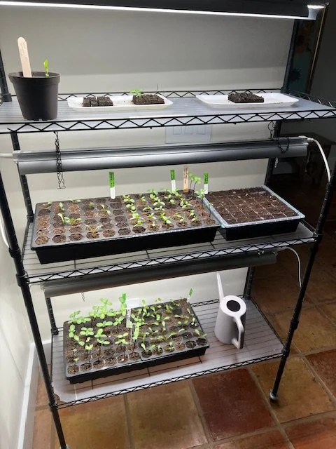 One Week Later: Amazing Progress Under the Grow Lights!