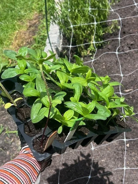 Life has felt a bit like my garden lately.