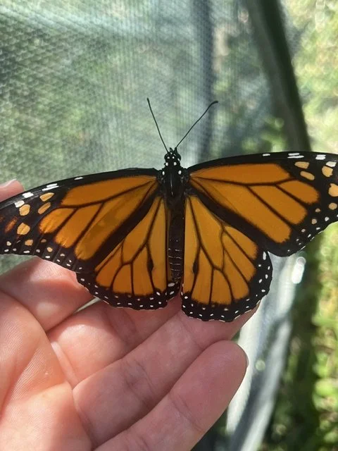 A Garden Full of Butterflies