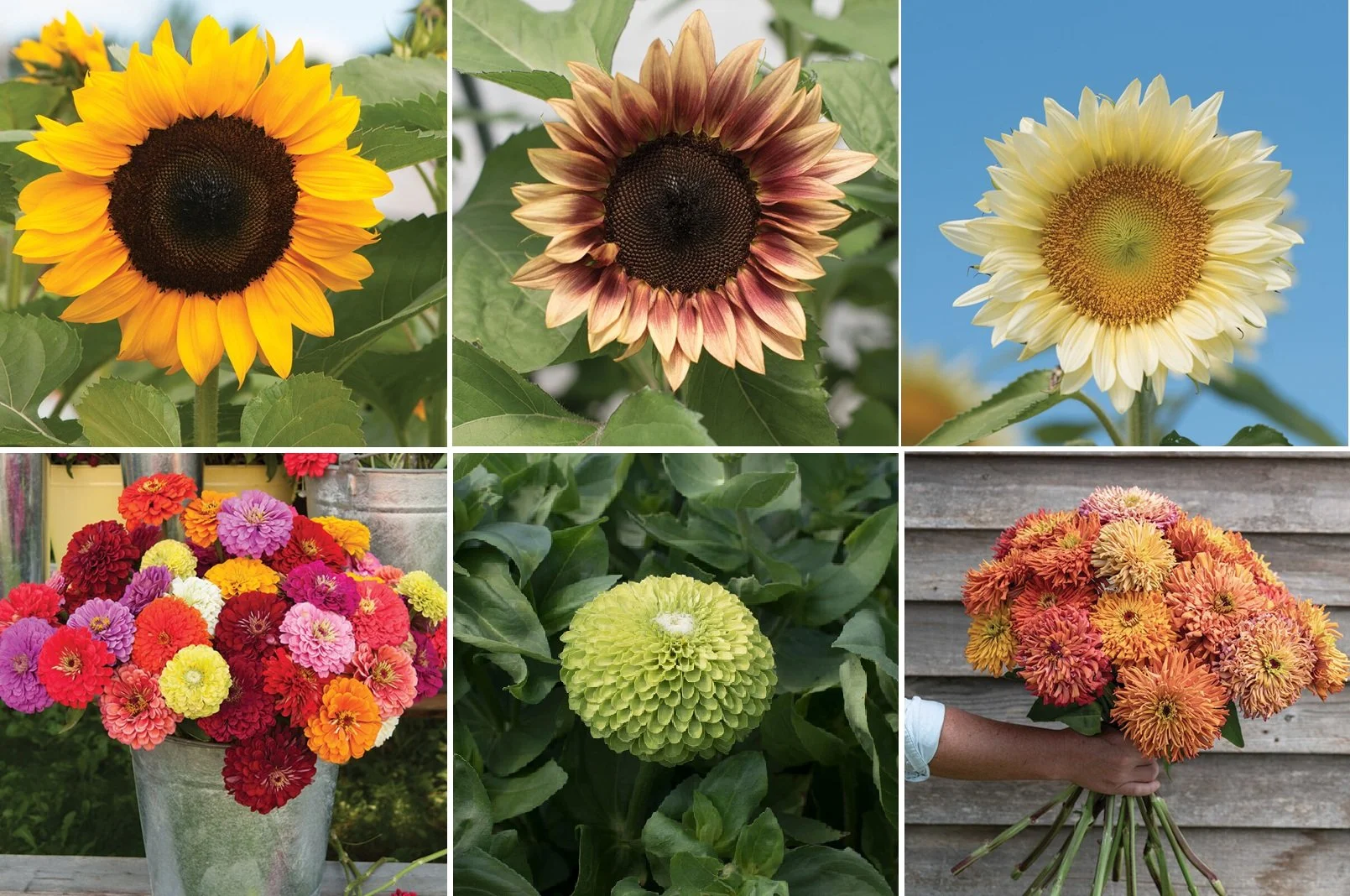 Meet the Flowers in Our August Garden Science Series