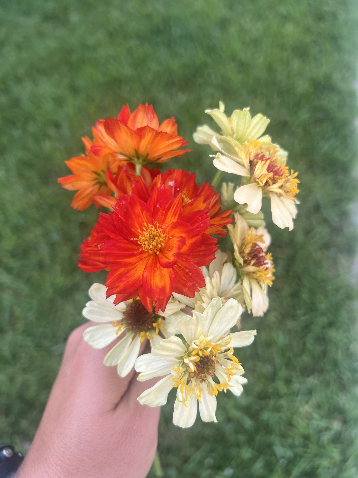 IMG_8131.jpeg
