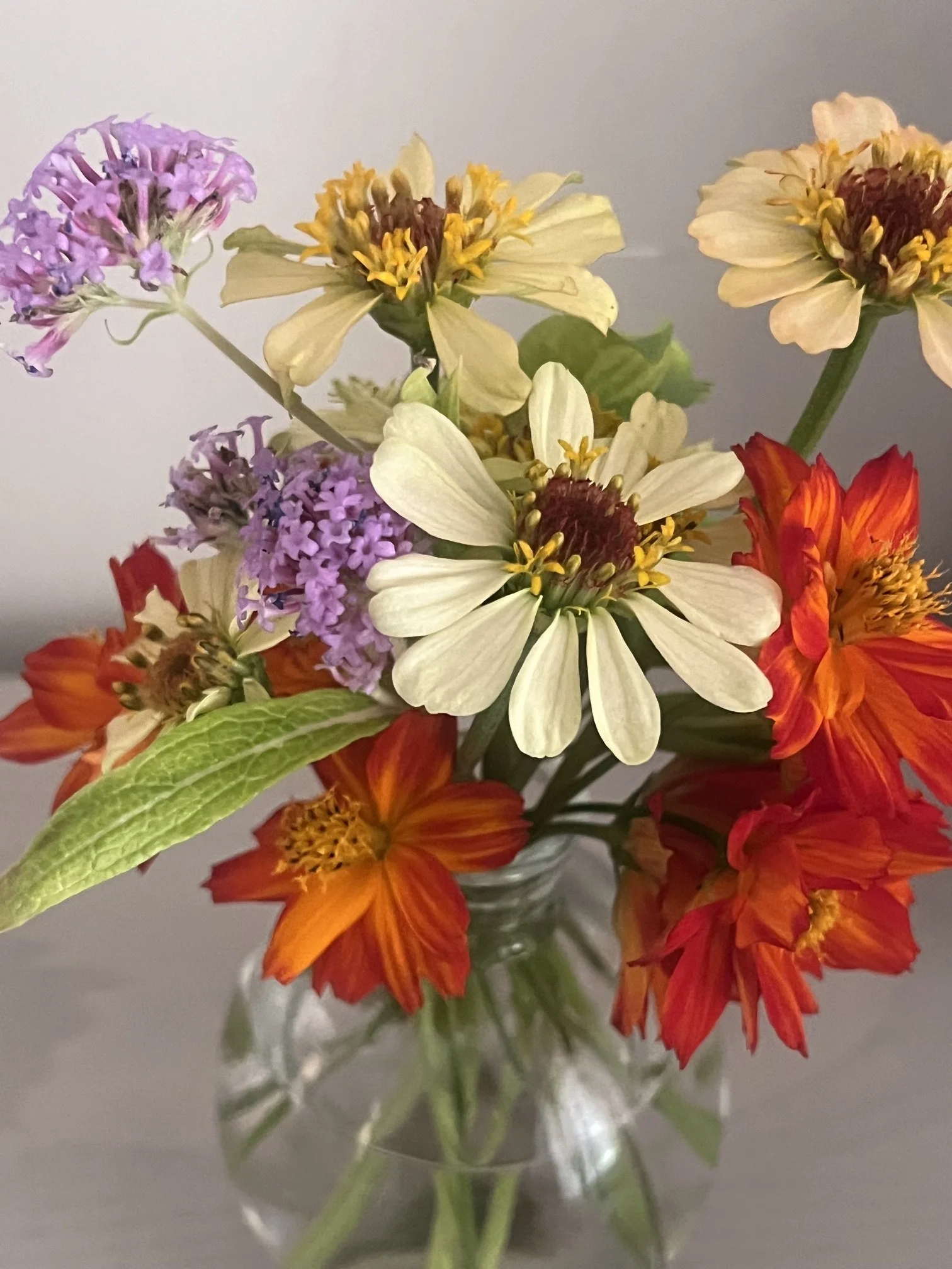 From Grow Lights to Garden Beds: Watching Our Garden Come to Life