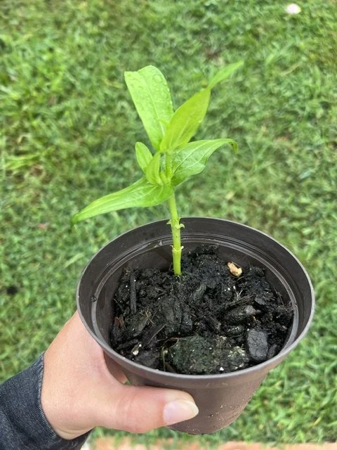 IMG_8238.jpeg