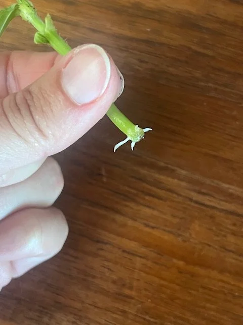 A Little Garden Magic: Propagating a Zinnia!