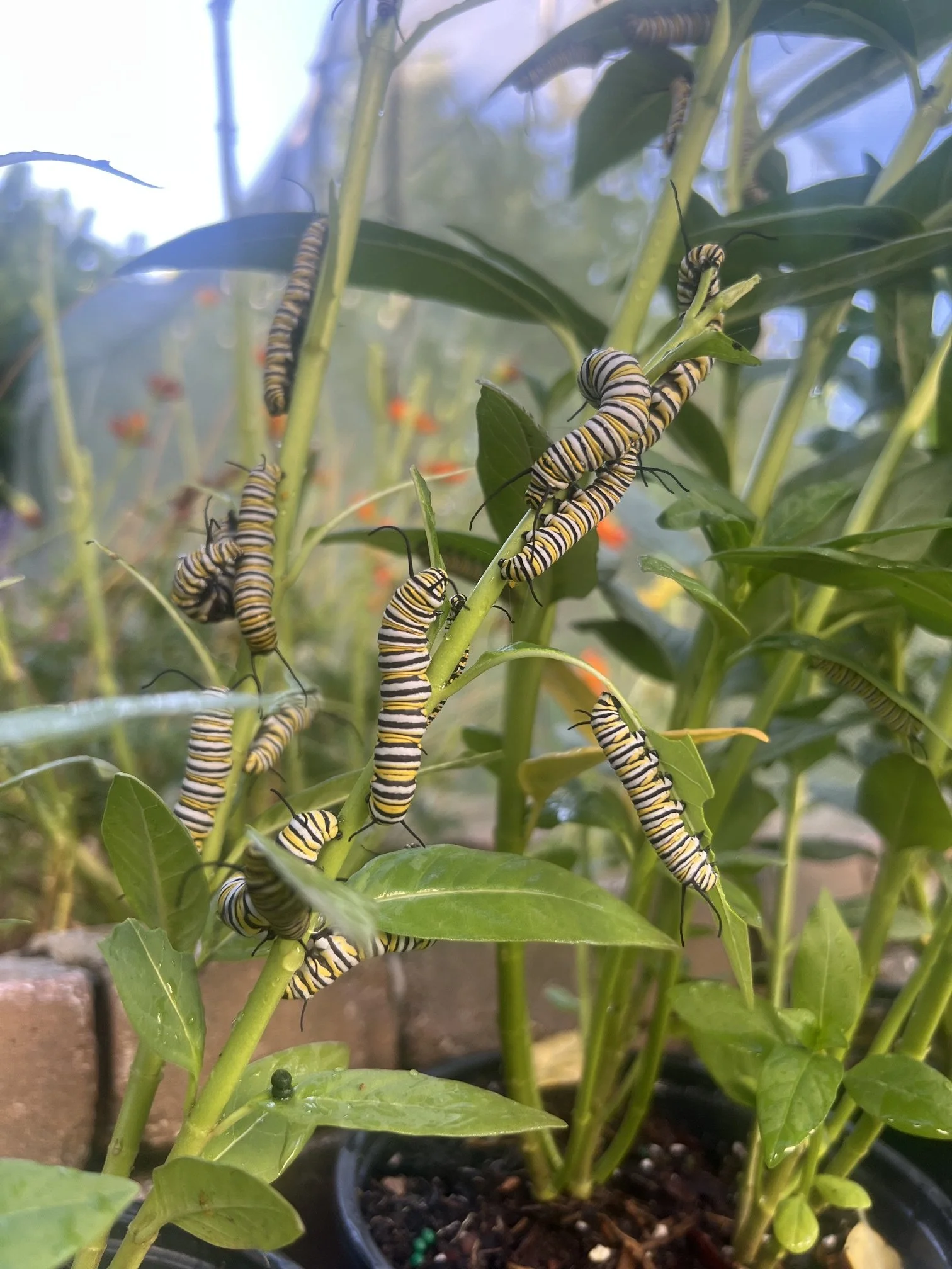 Butterfly Habitat: 60+ Caterpillars &amp; Counting