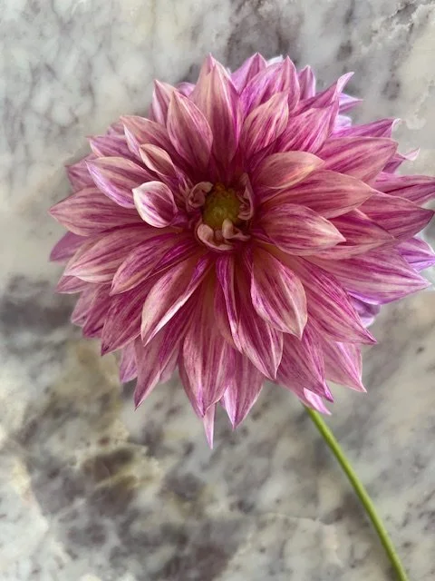 Dahlia