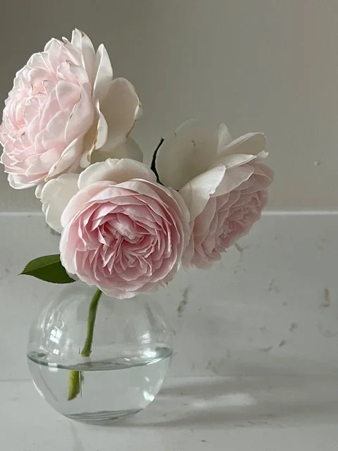 Parfuma Bliss Rose
