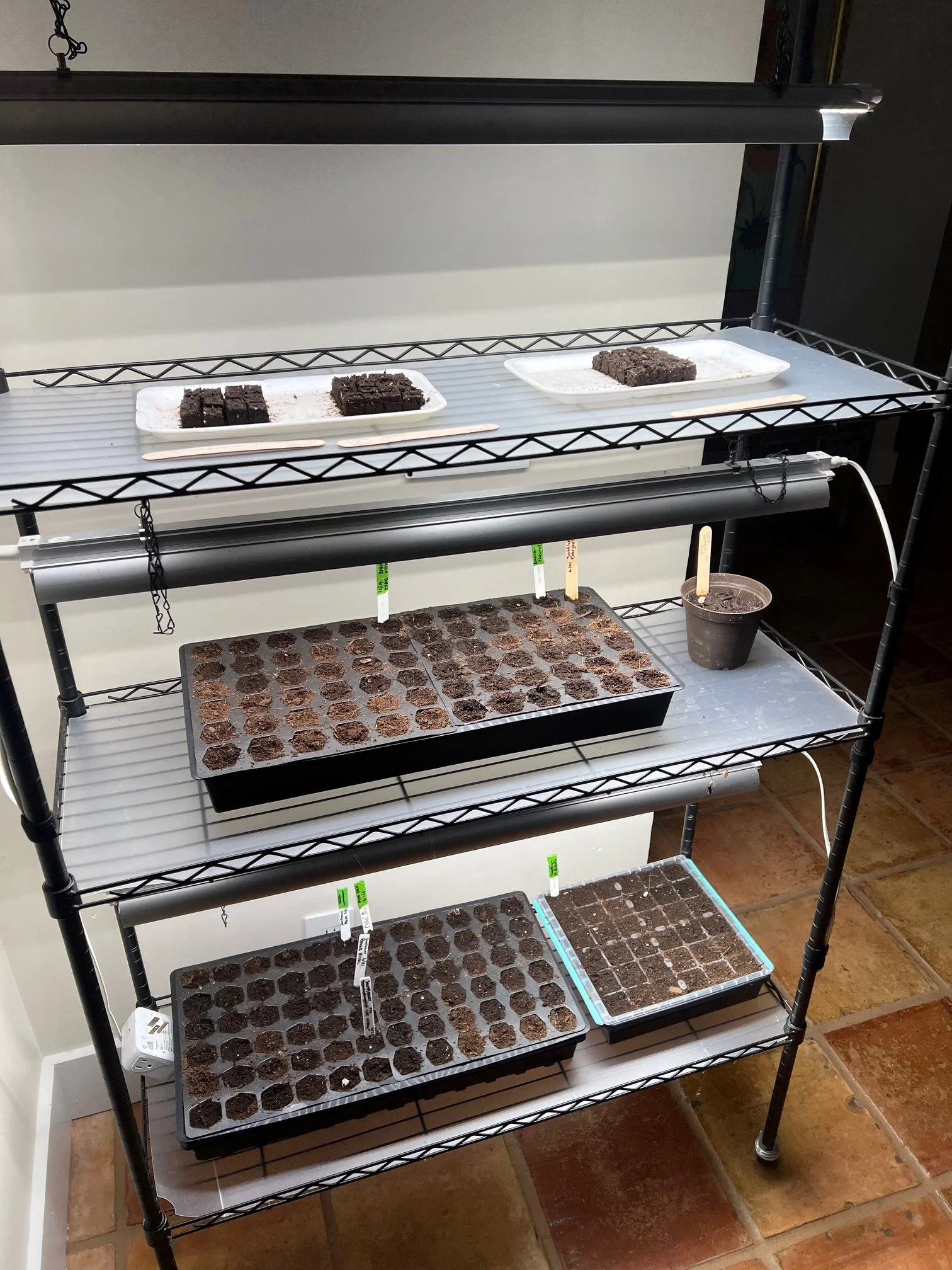 Seeds Sown Indoors Under Grow Lights