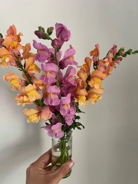 Snapdragons