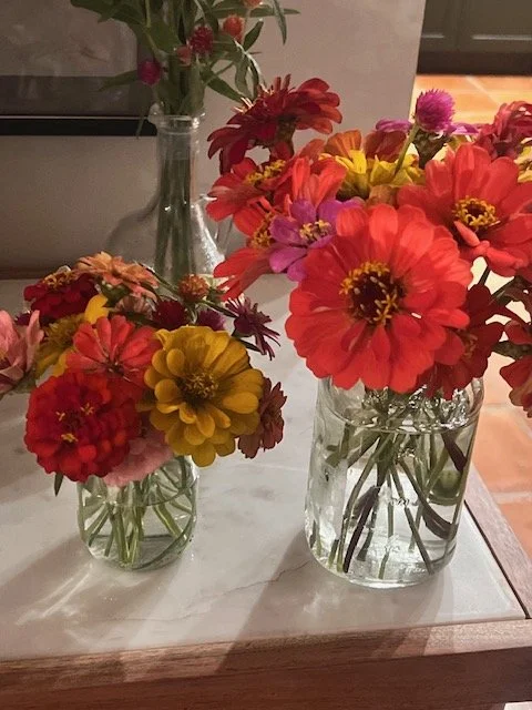 Zinnia