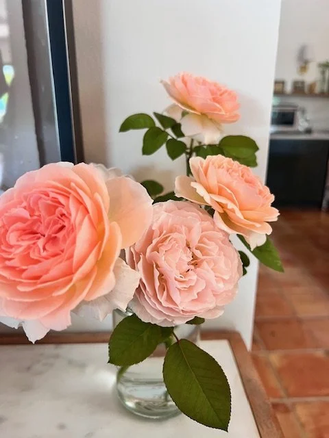 Our Lady of Guadalupe Rose