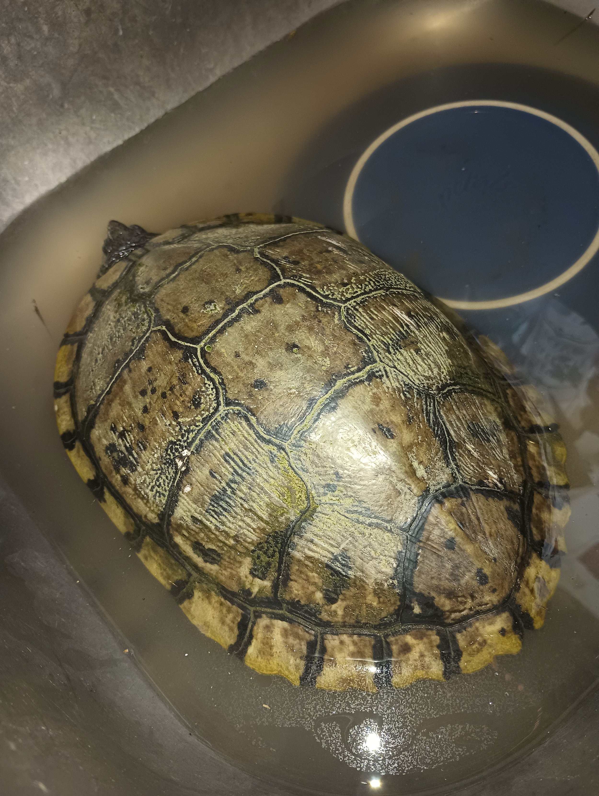 A turtle submerged in water in a bowl with a blue rimmed cup.