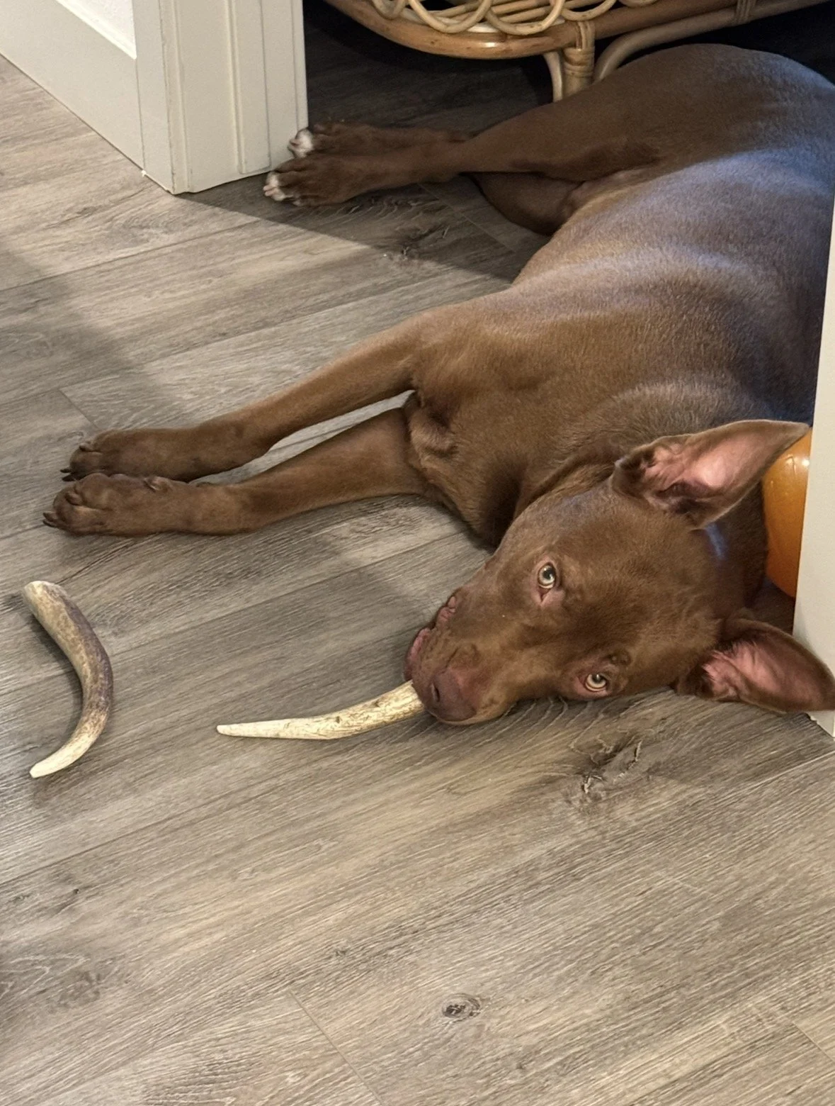 Deer Antlers for Dogs: Benefits, Safety Tips &amp; Why They're the Ultimate Natural Chew