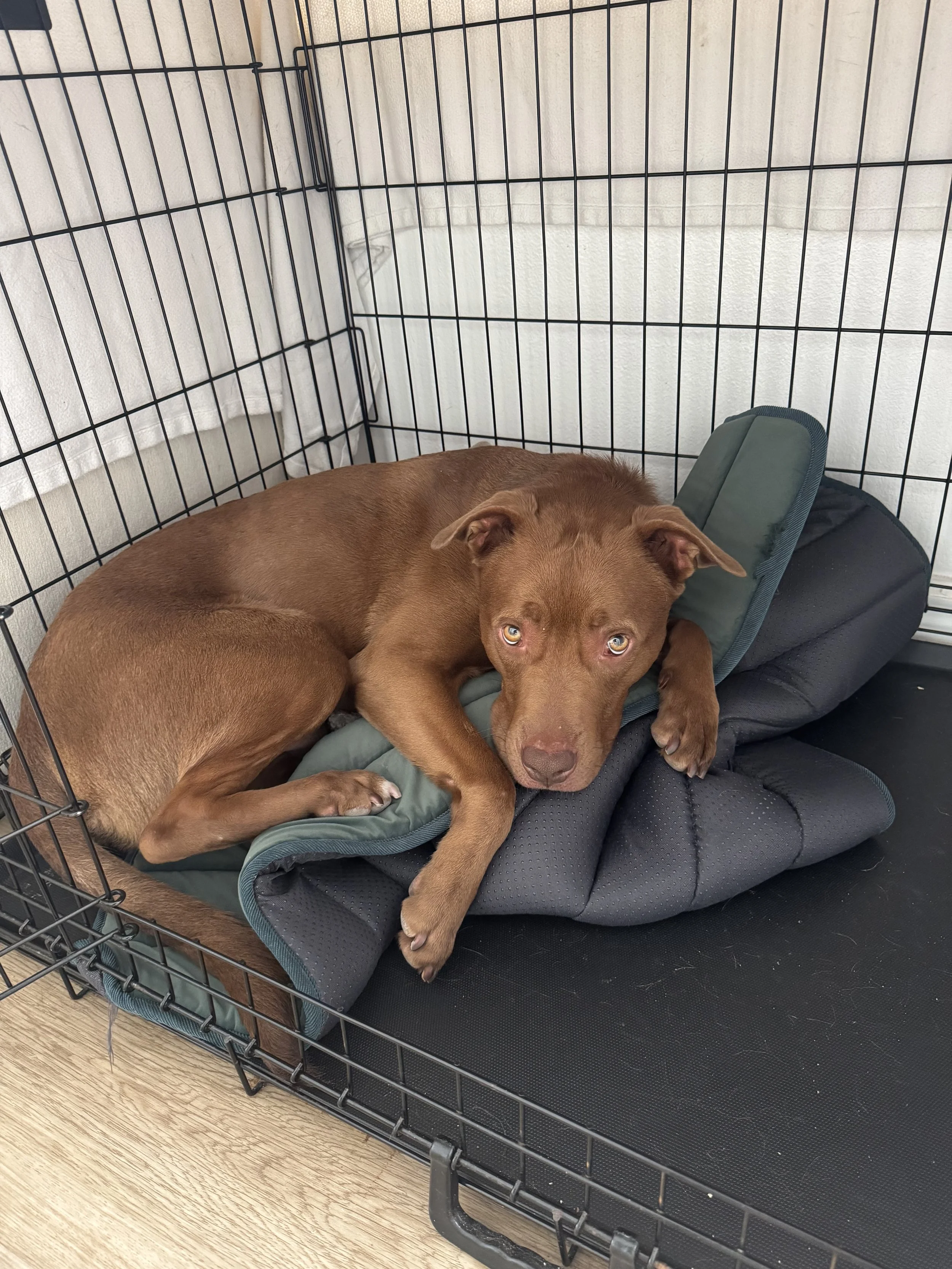 A brown dog lying inside a black metal crate on a black cushion, resting its head on a padded black and green dog bed.