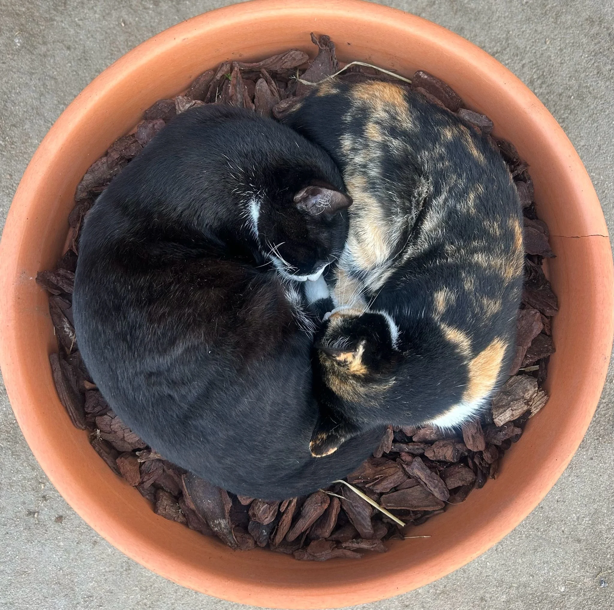 Two cats curled up together in a large terracotta flowerpot on a concrete surface.