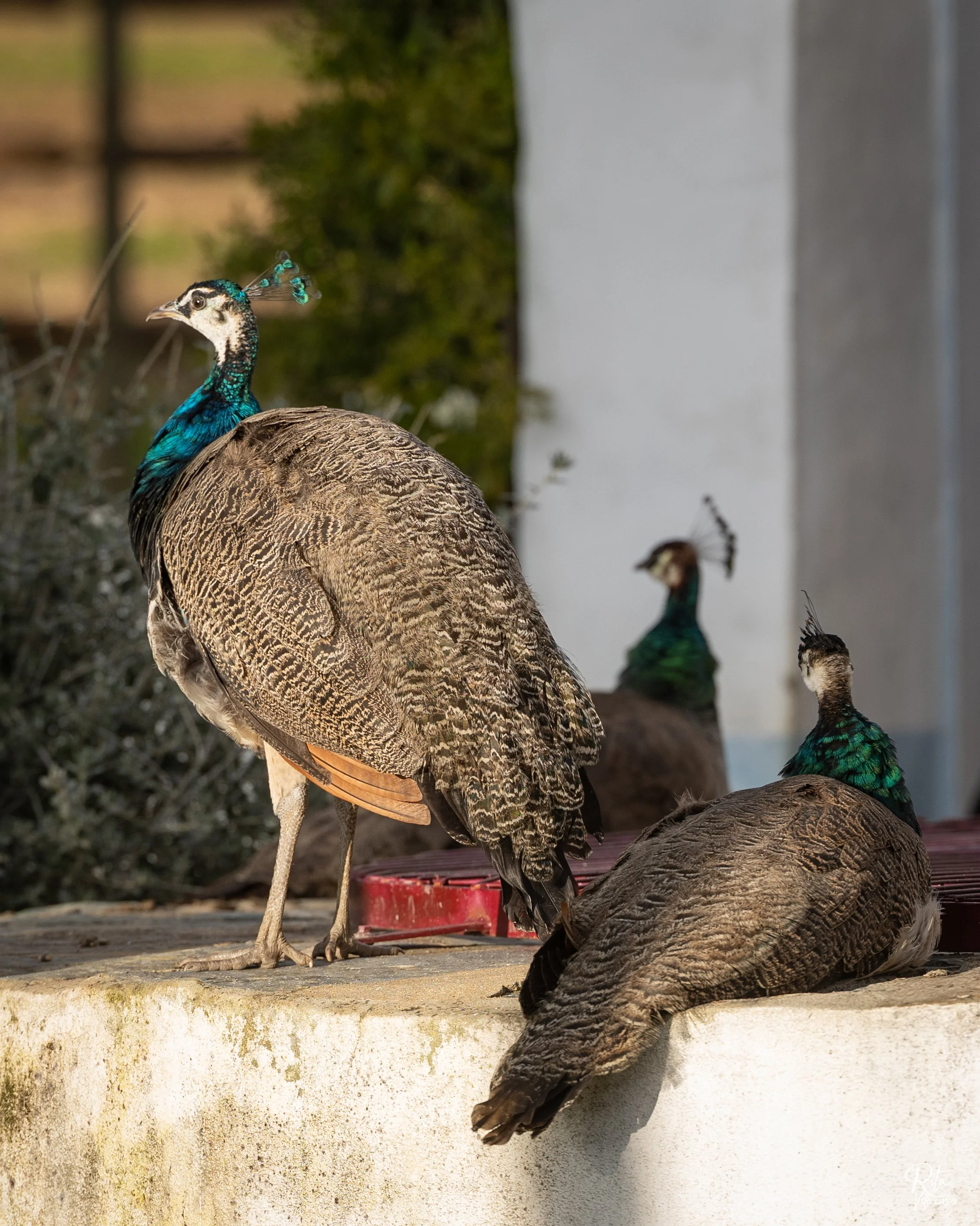 Group of four peacocks resting outdoors on a ledge, with one peacock standing and three lying down.