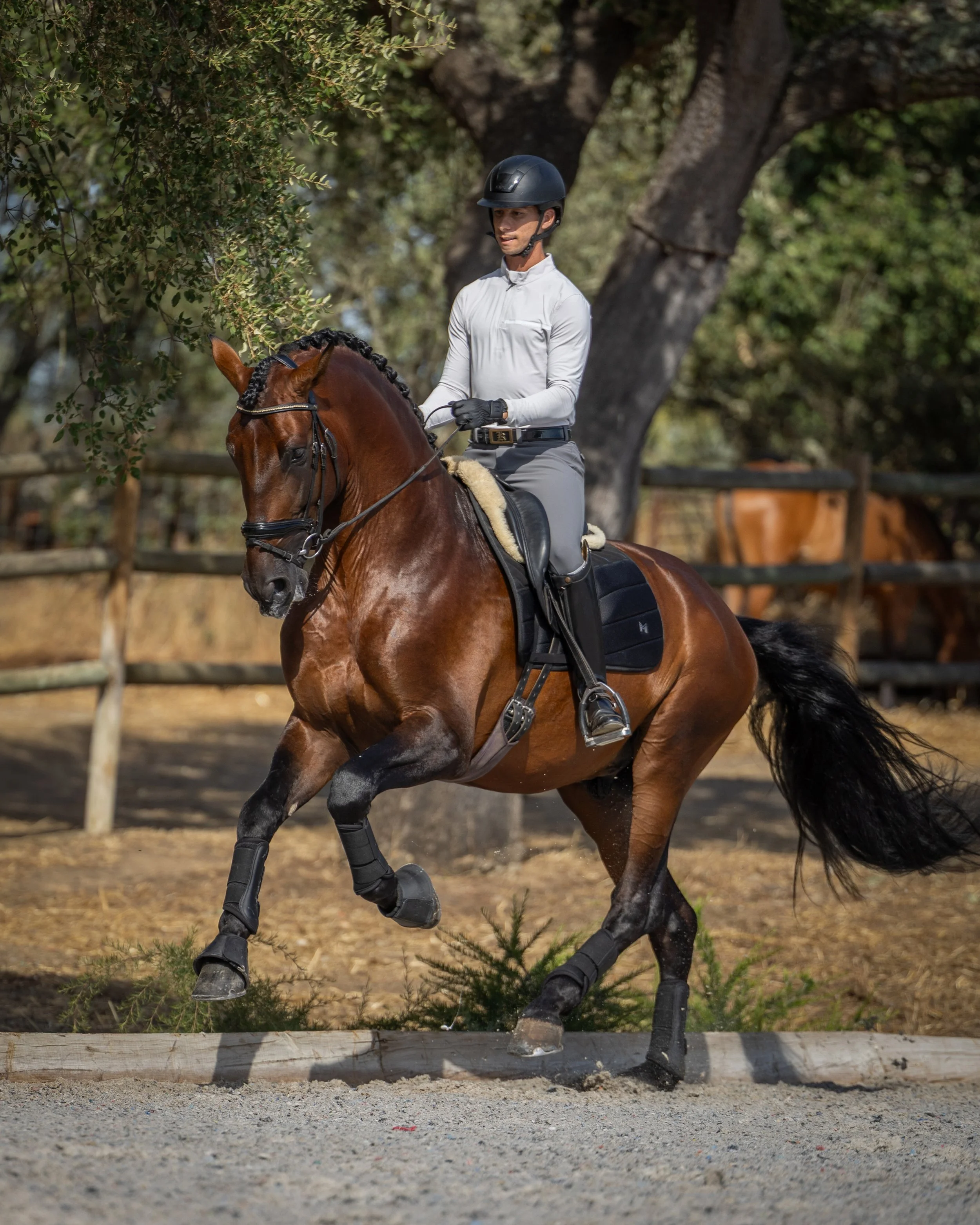 A rider in white shirt and gray pants riding a brown horse with black tail, wearing black protective gear, in an outdoor riding arena with trees and fencing in the background.