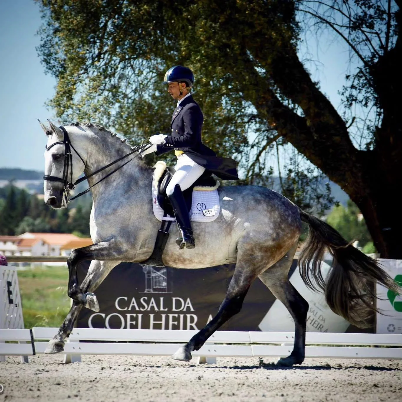 A rider in formal riding attire on a gray horse, participating in a dressage competition outdoors with trees and a sign in Portuguese in the background.
