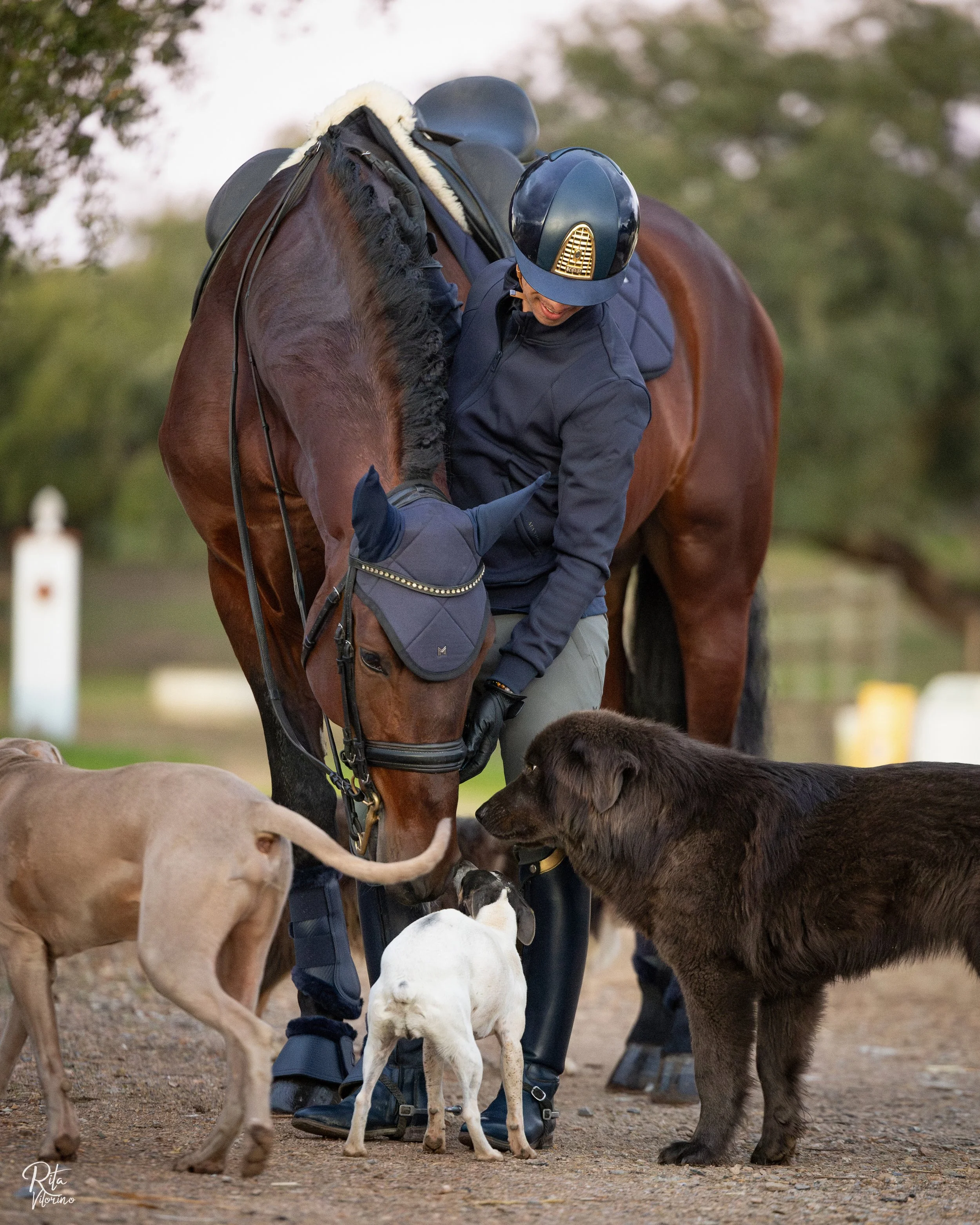 A person wearing a black riding helmet, black jacket, and riding boots stands next to a brown horse with a black mane, who is wearing a blue ear bonnet. The person is petting or interacting with the horse's face. Several dogs of different breeds are gathered around, with one black dog looking at the horse, a tan dog with a short coat, and a white dog with black markings. The scene takes place outdoors in a grassy or dirt area with trees in the background.