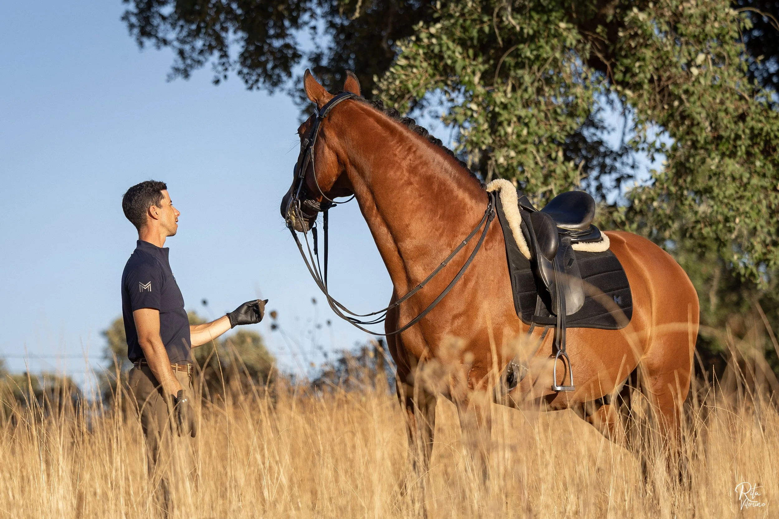 A man and a horse standing in tall grass under a tree, with the man holding the horse's reins.