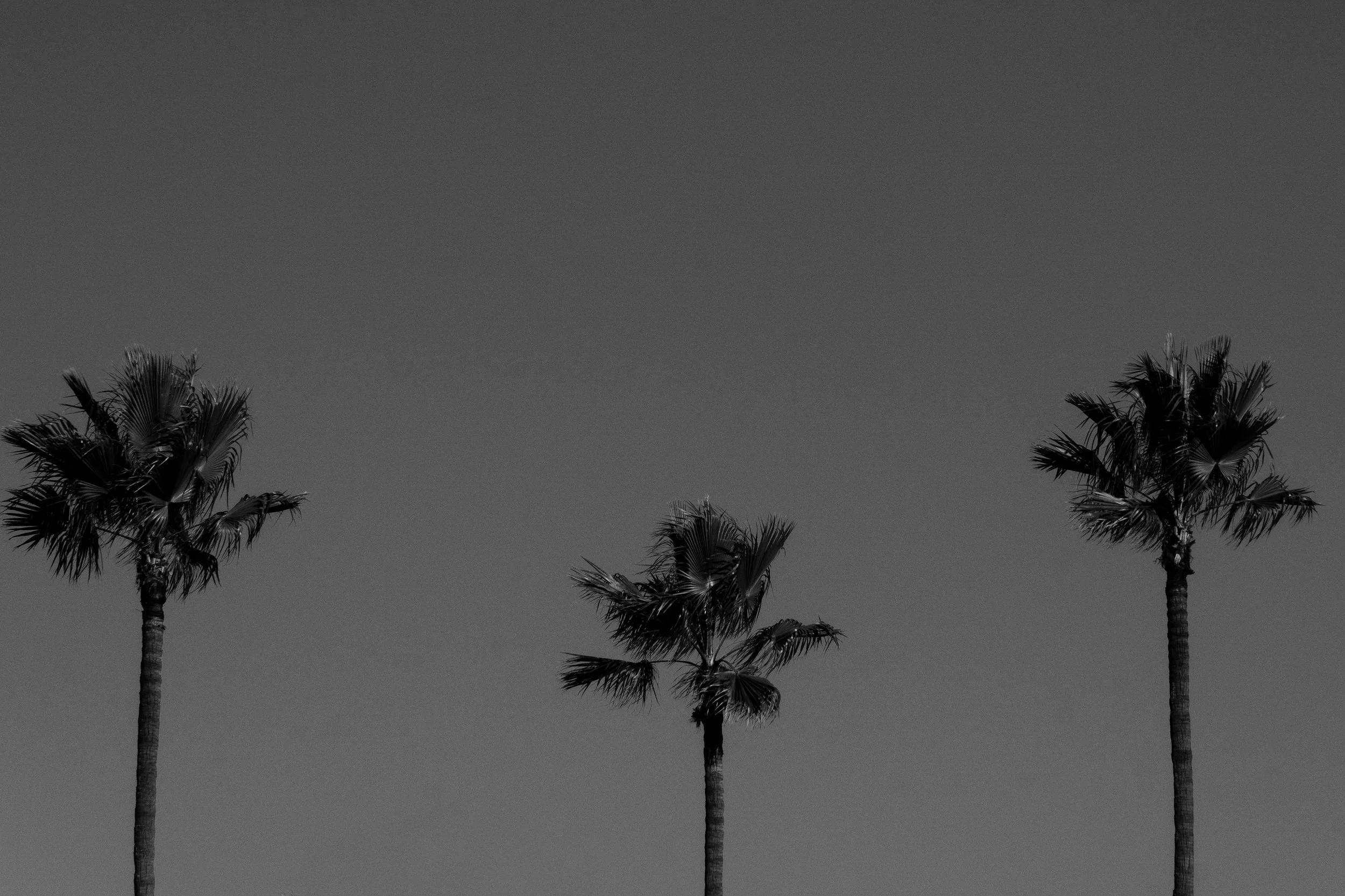 Three Palms