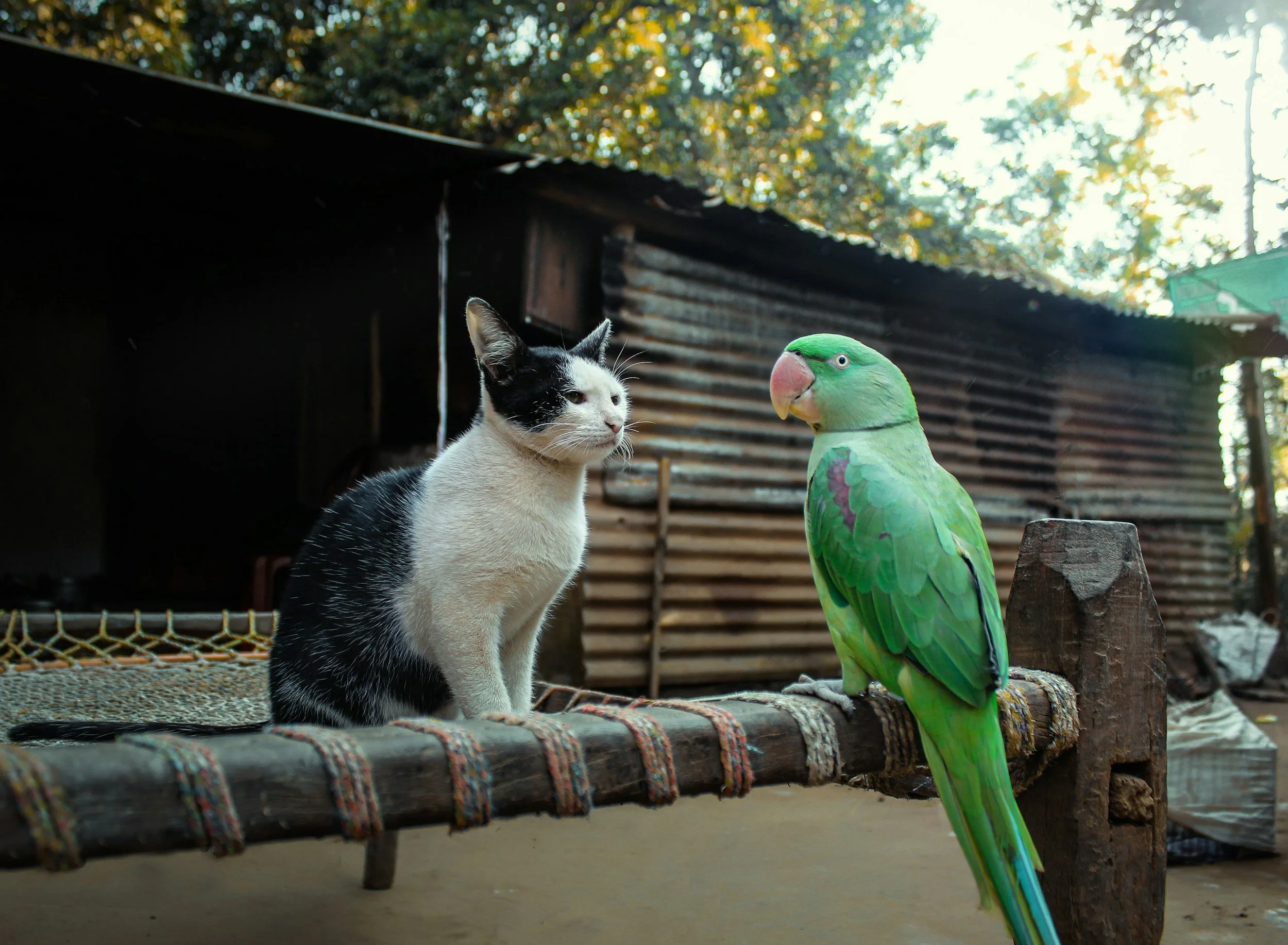 A cat and a green parrot facing each other, calmly attentive, illustrating the experience of being seen in relationship