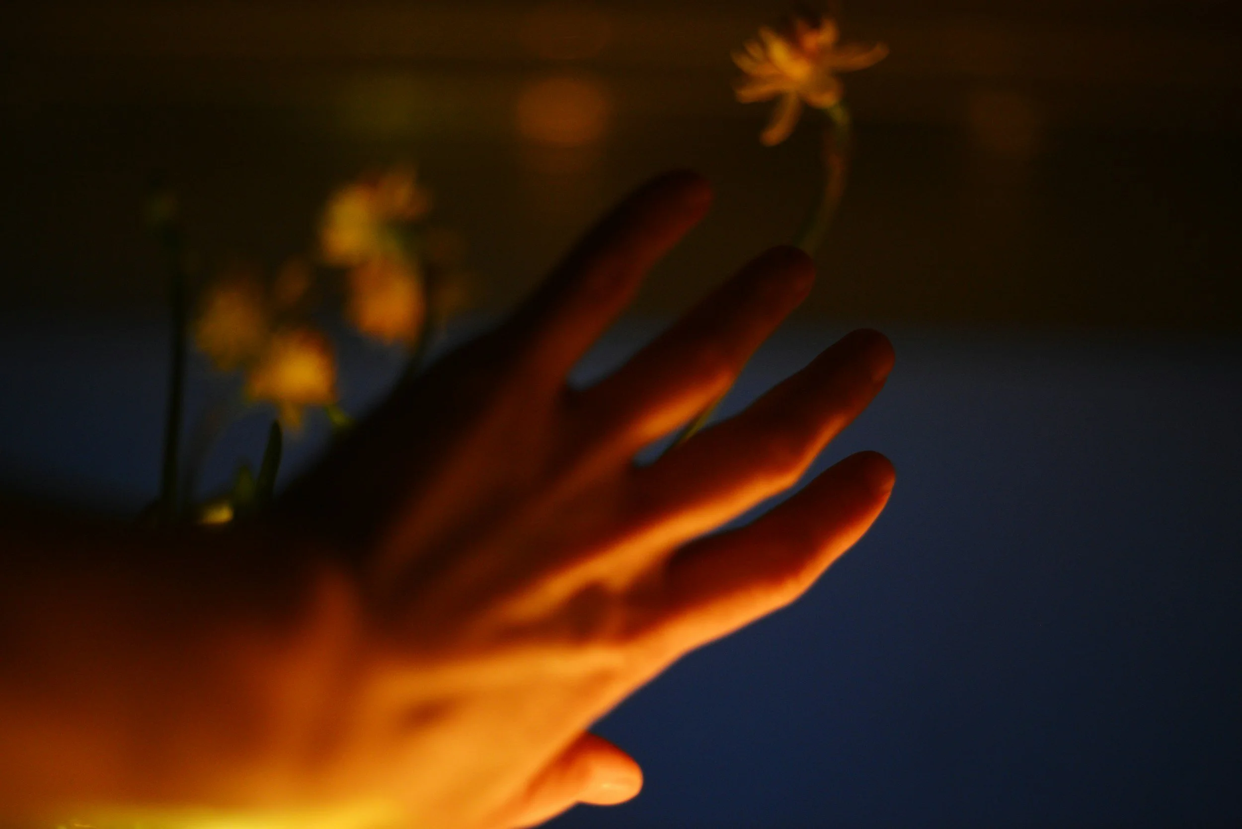 Hand reaching toward a small flower in warm light symbolising the gradual nature of emotional change