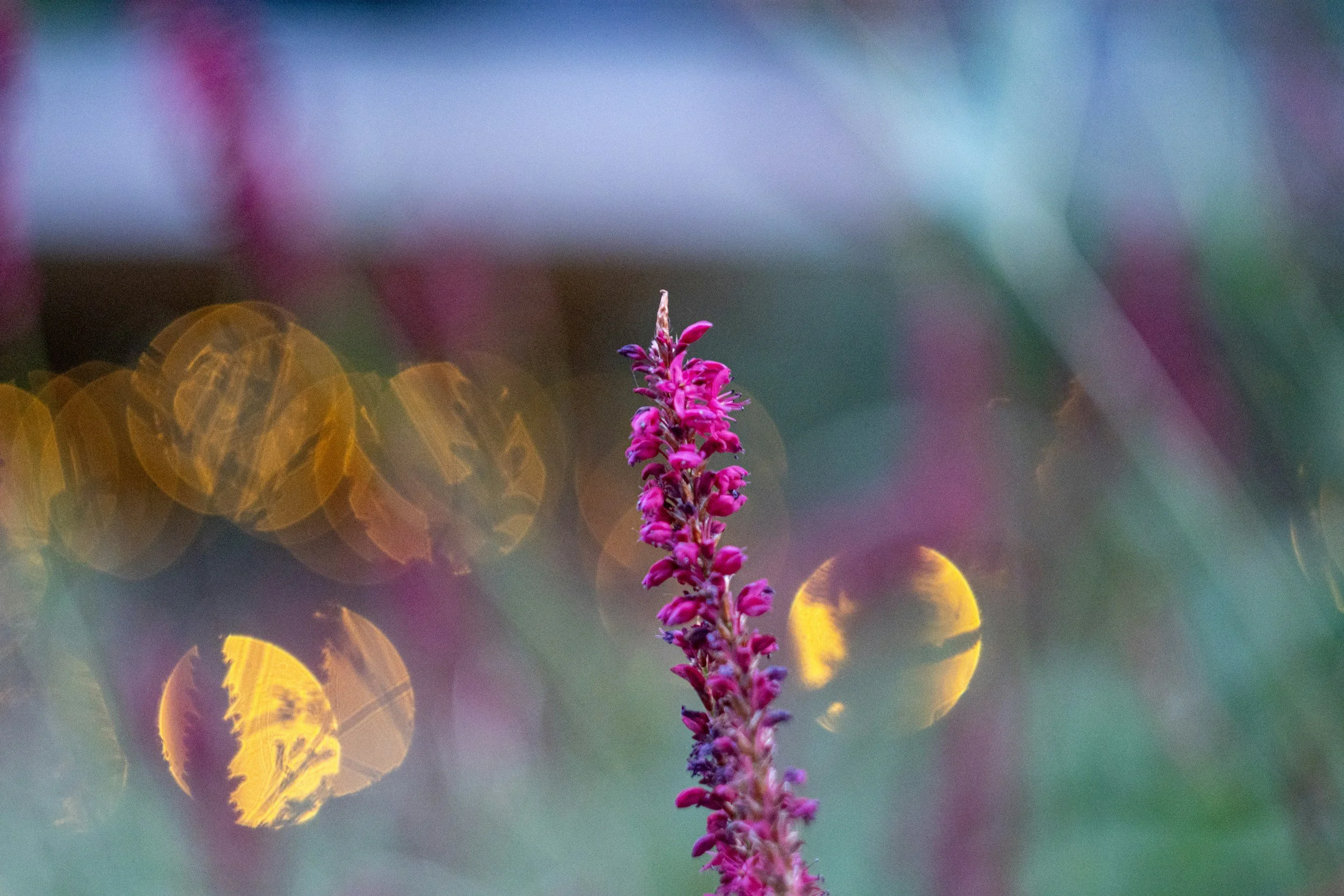 A single pink flower in focus against a soft, blurred background with glowing circles of light.