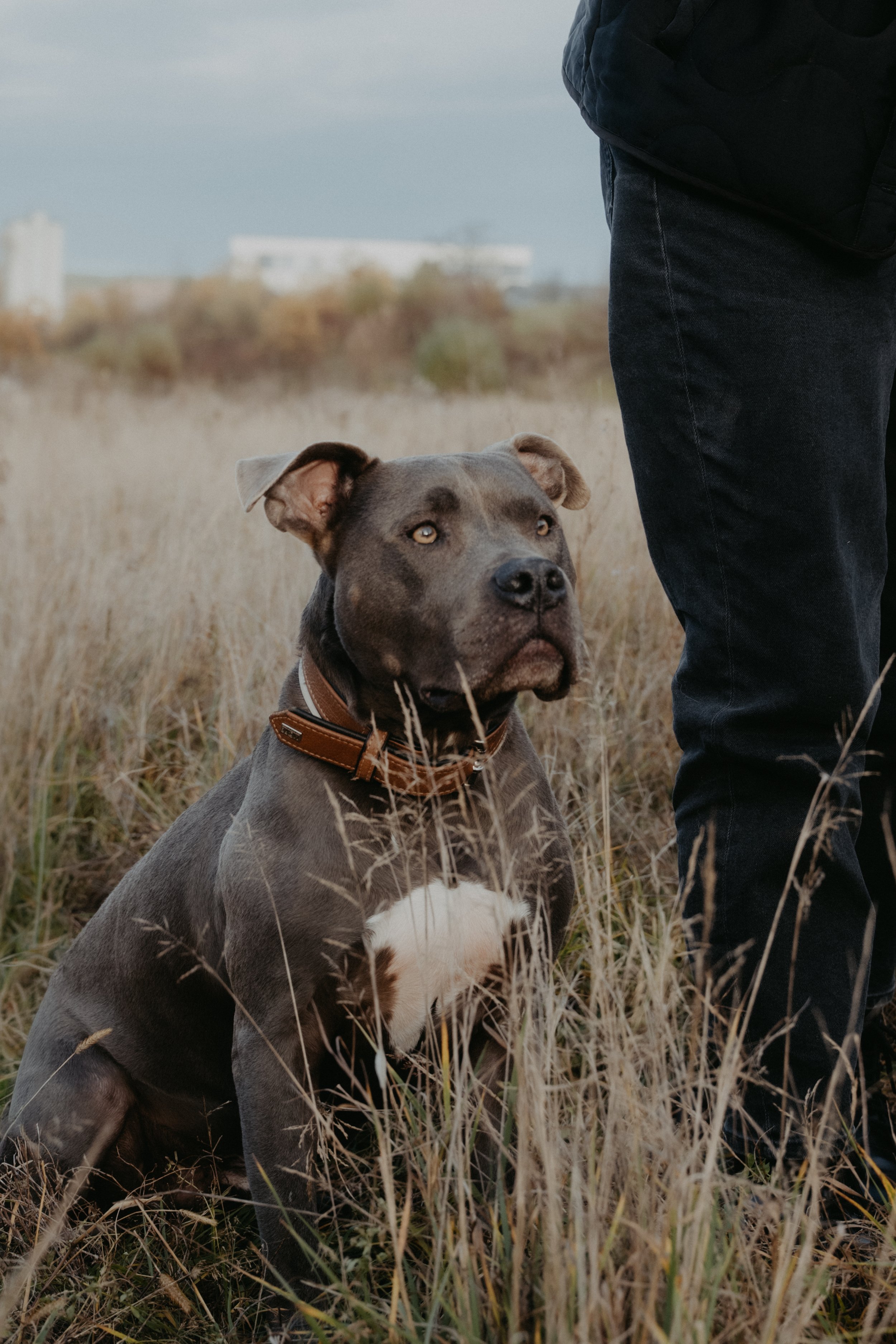 Ein Hund sitzt in einem Feld mit hohen Gräsern, neben einem Menschen, der nur teilweise sichtbar ist.