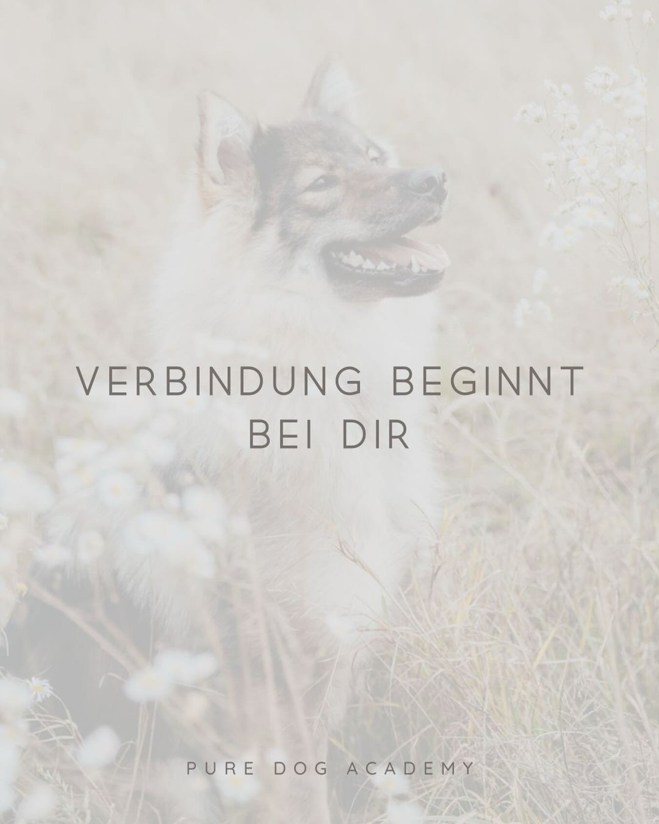 Dein Hund orientiert sich an deiner Ruhe, deiner Klarheit und deiner Energie. 
Wenn du Sicherheit ausstrahlst, kann er loslassen. 
Wenn du f&uuml;hrst, muss er nicht mehr kontrollieren.

Beim Social Walk arbeiten wir genau daran: 
an echter Verbindun
