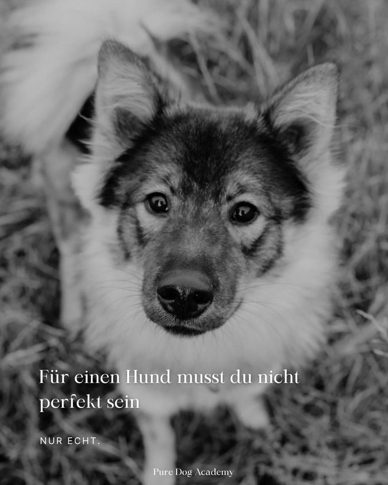 In einer Welt voller Schein und Perfektion zeigt dir das Leben mit einem Hund, was Ehrlichkeit, Aufrichtigkeit und echte Verbindung wirklich bedeuten.

#hund #hundetraining