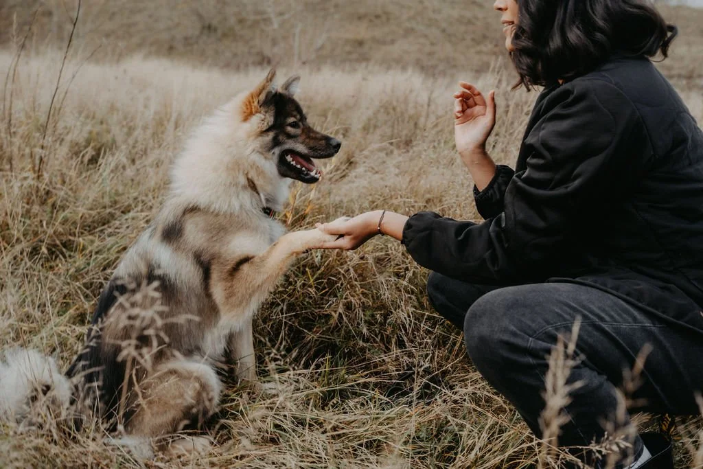 Eine Frau im schwarzen Jacke sitzt in einem Feld mit braunem Gras, während sie einem sitzenden, spielenden Hund die Pfote gibt.
