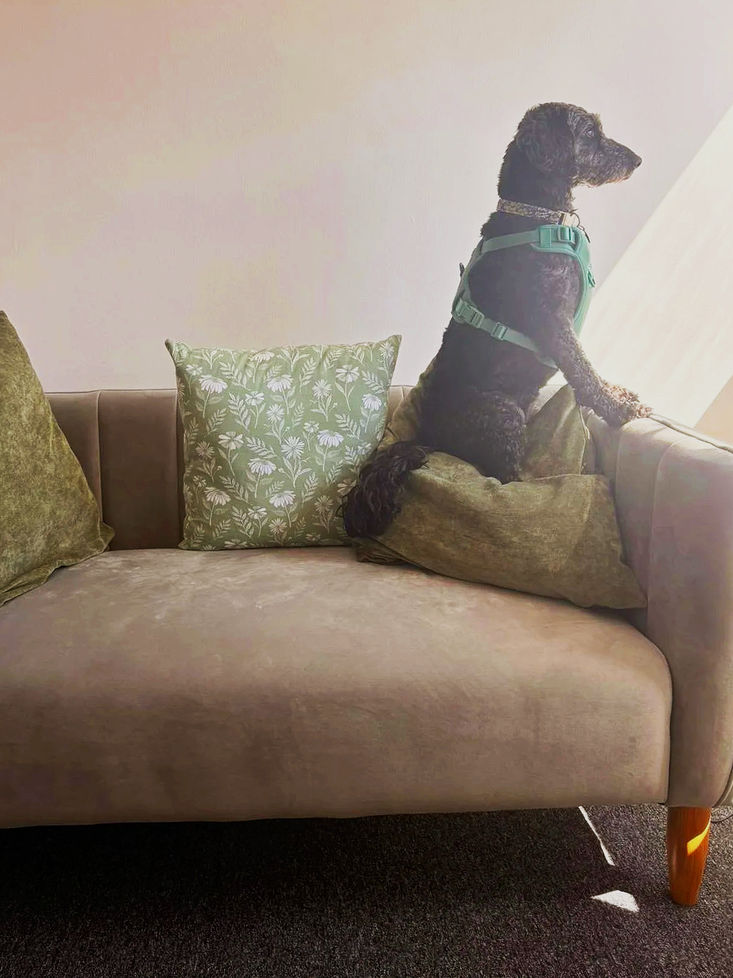 Aphrodite School of Counselling & Psychotherapy therapy dog