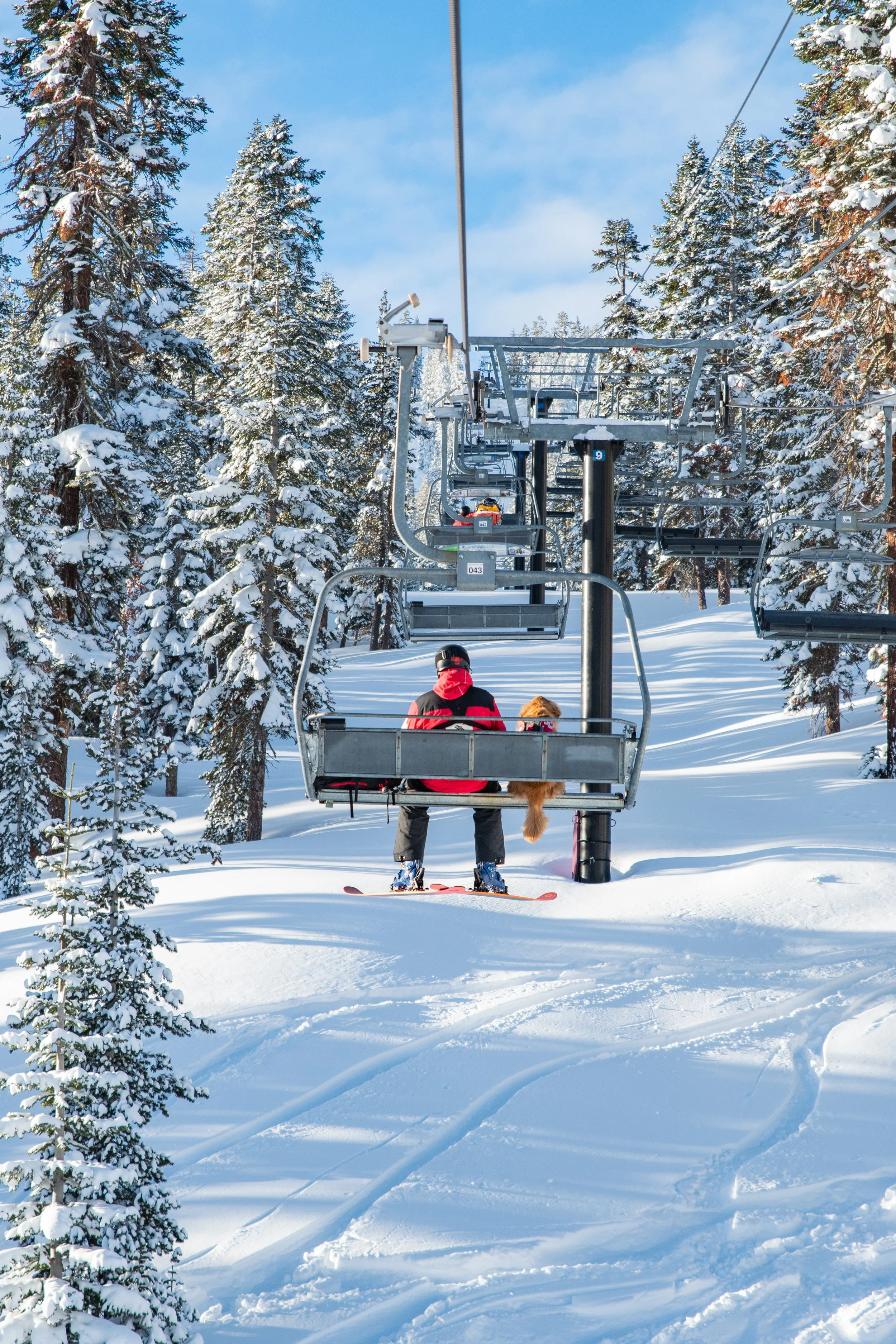2021_01_30_am_Ski_dogs-4.jpg