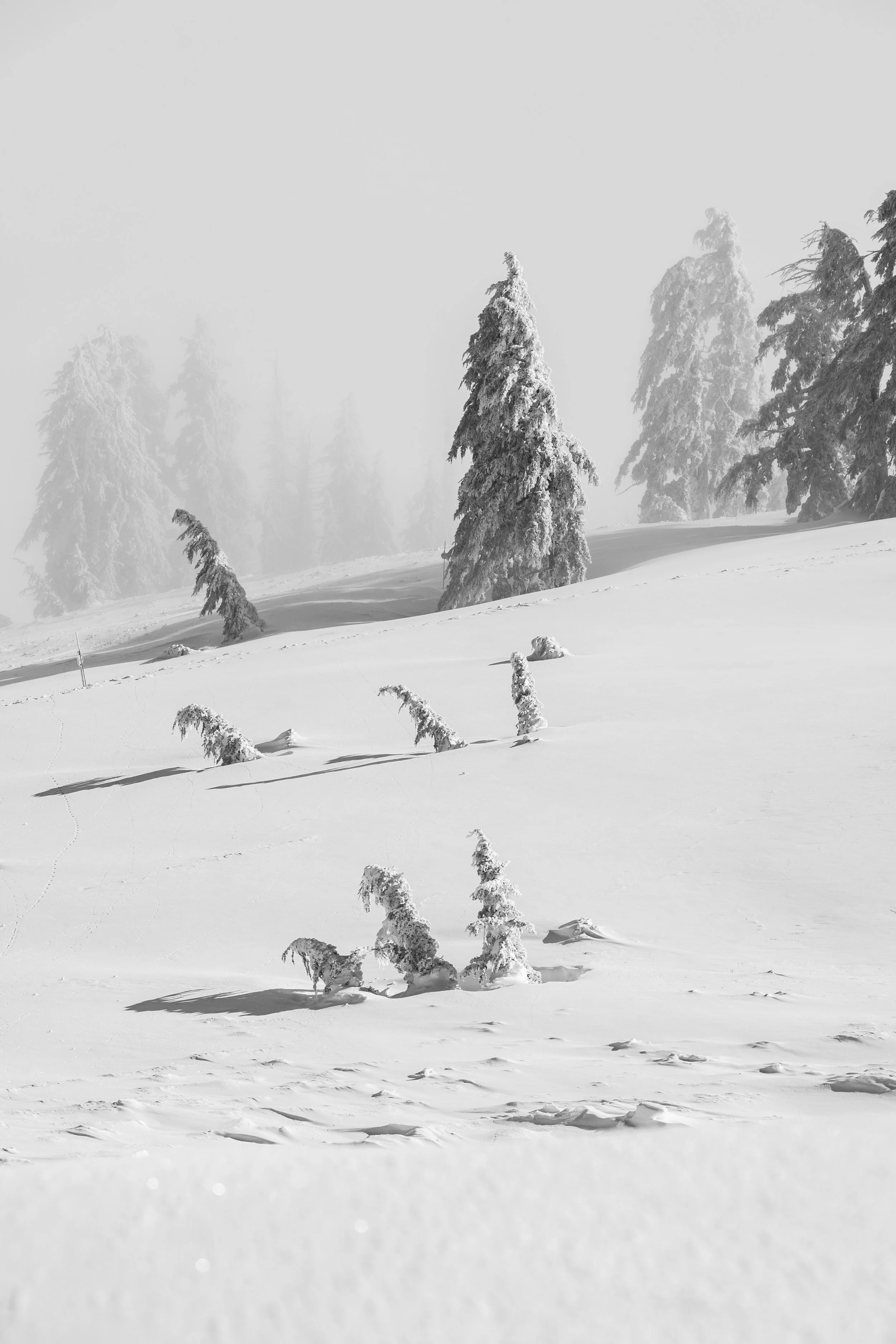 2022_03_30_PTAM_BK_Alpine_Scenics_Action_POW-7.jpg