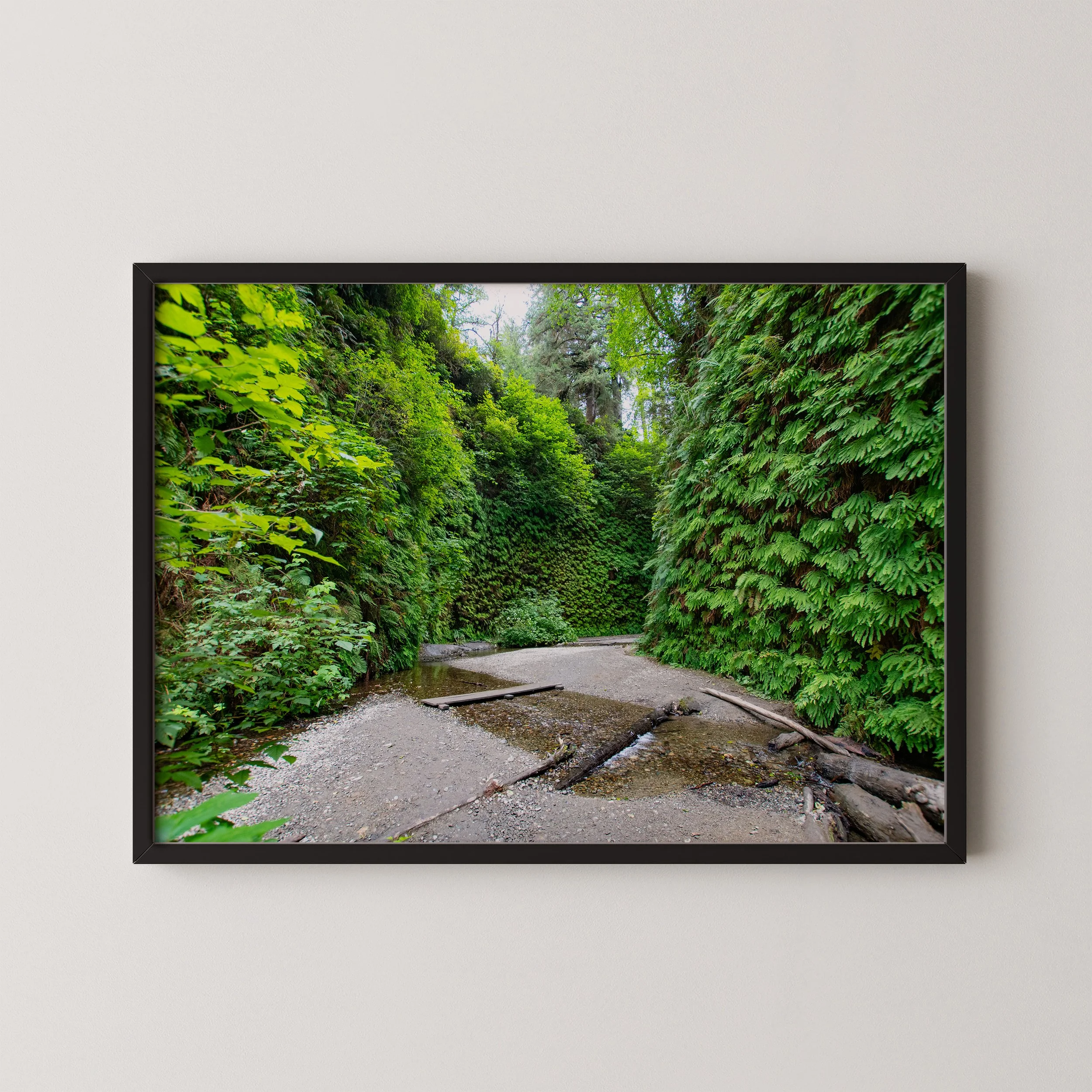 2020_08_11_Redwood_Natl_Park_4_mock_up.jpg