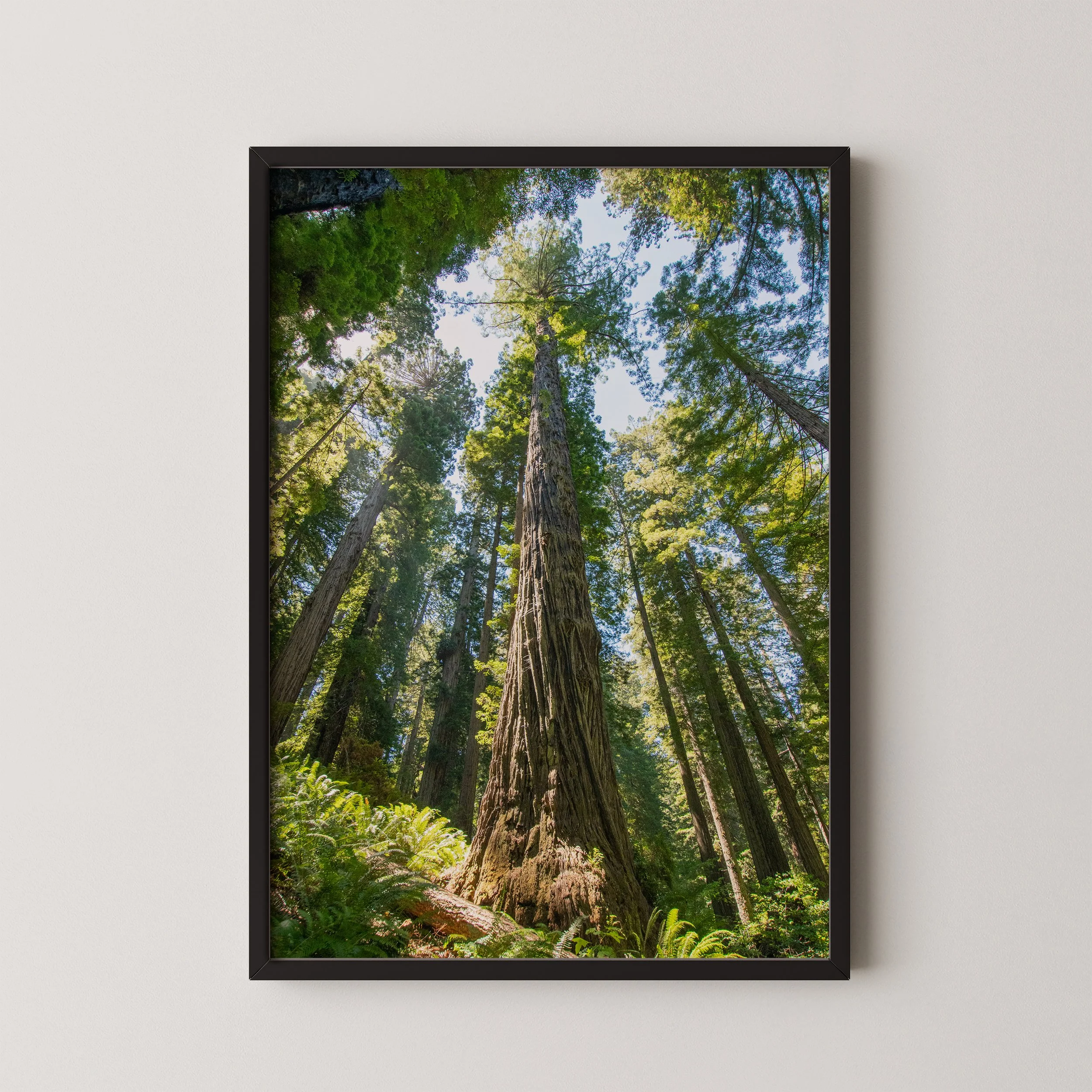 2020_08_11_Redwood_Natl_Park_7_Mock_up.jpg