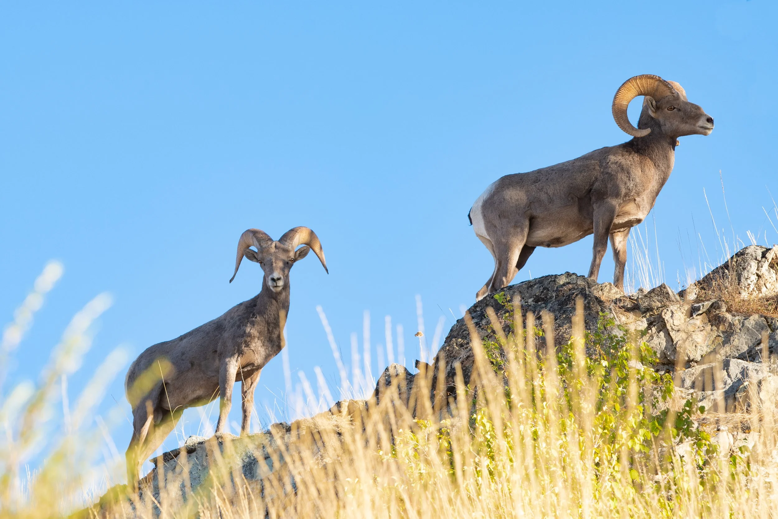 2020_09_01_Chelan_Lake_2_1.jpg