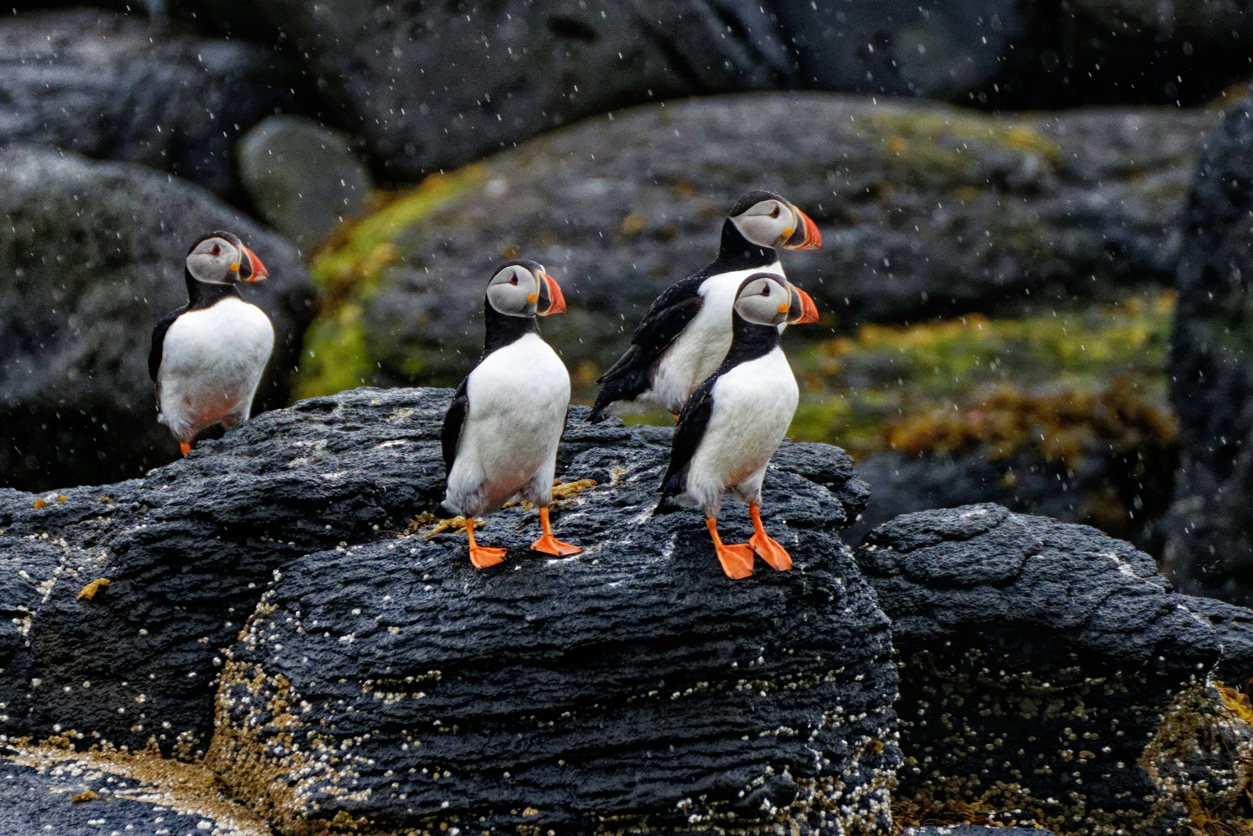 Colorful puffins perched on Iceland’s coastal cliffs, symbolizing personalized itineraries that connect travelers with Iceland’s unique wildlife and natural beauty.