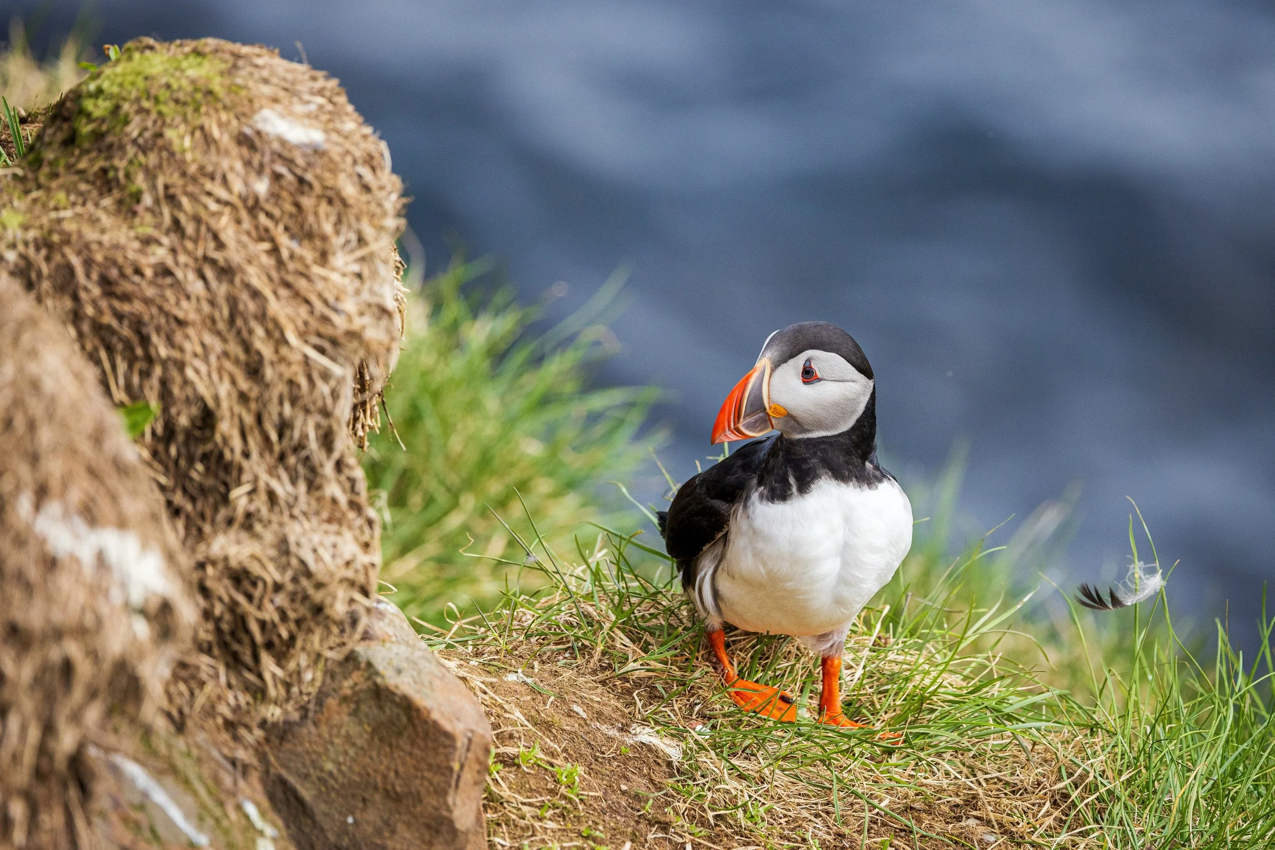 iceland-puffin-diglore-travel.jpg
