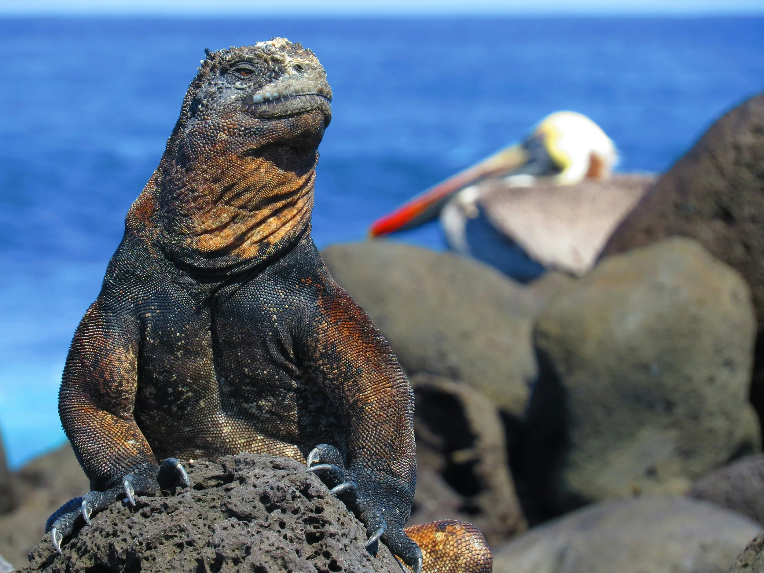 Galapagos_diglore_travel.jpg