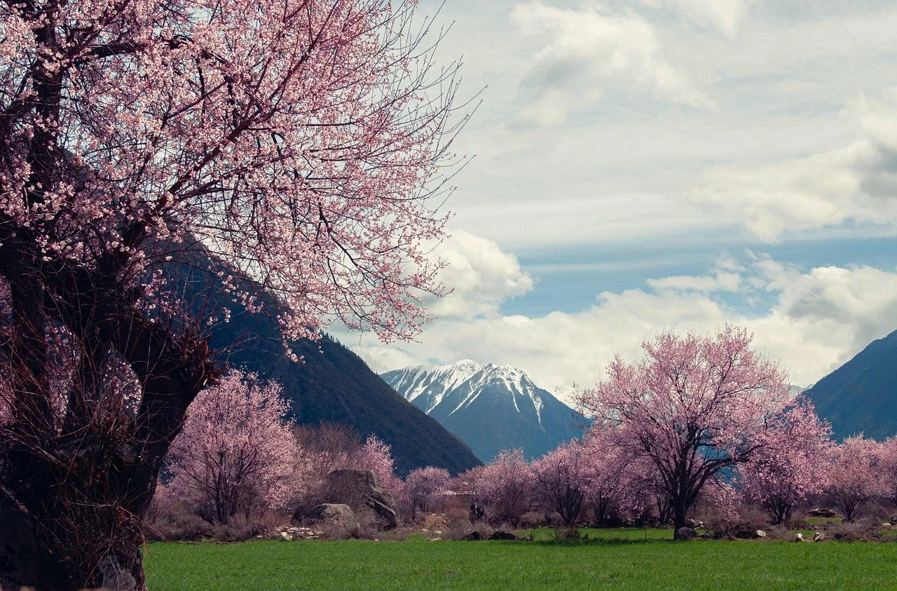 Pink cherry blossoms and mountain scenery in Tibet.