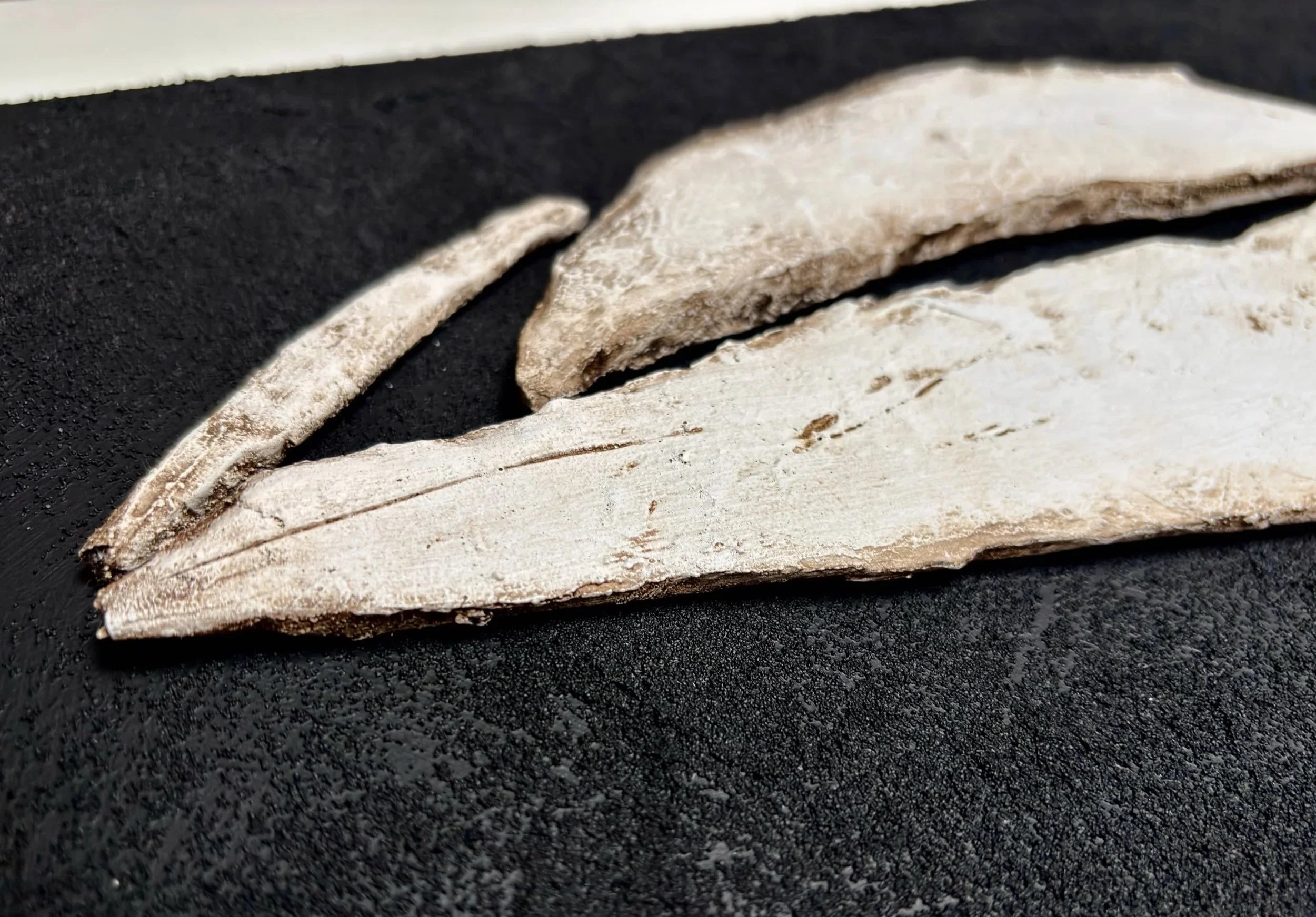 bones-focus.jpg