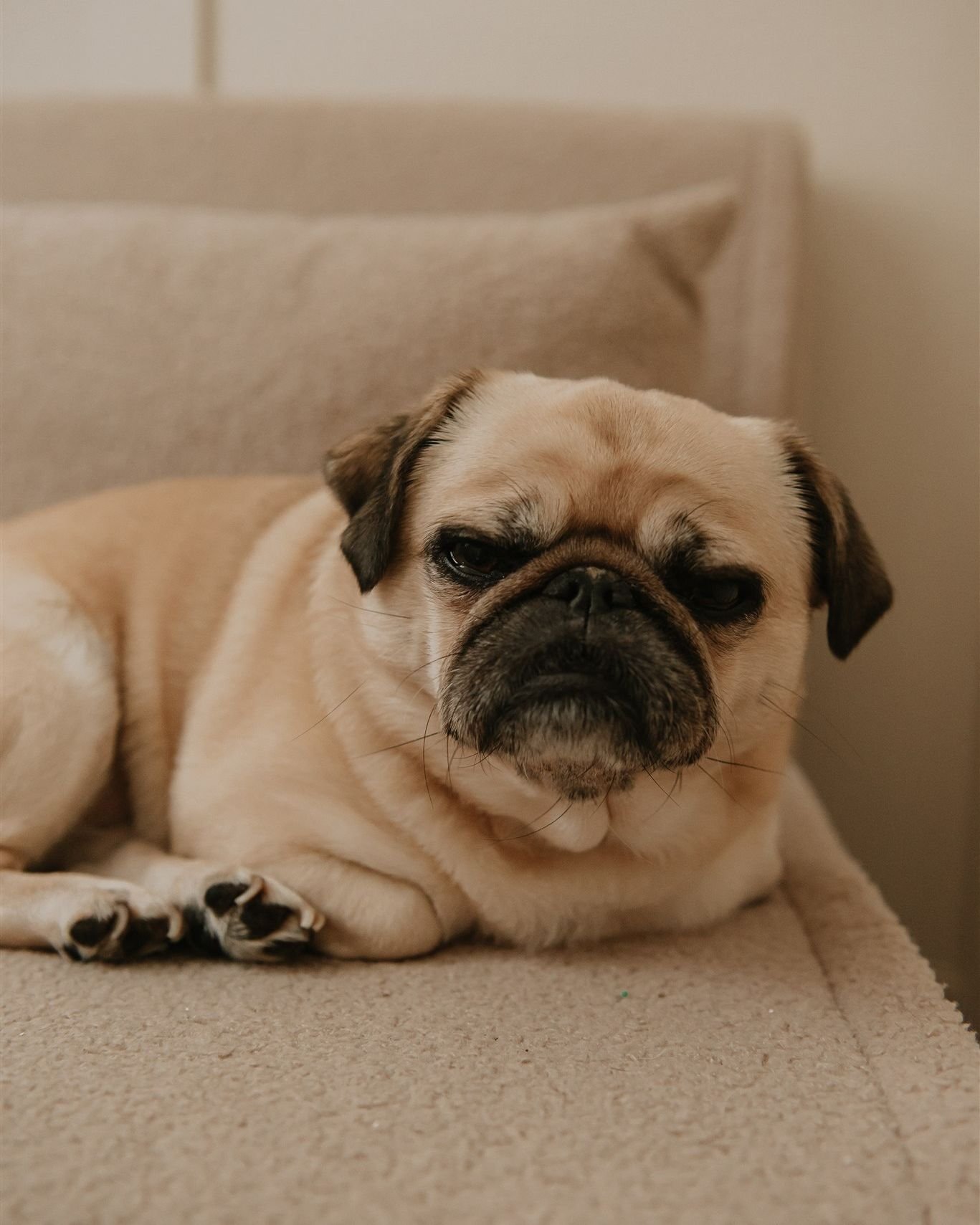 Making space to capture your fur babies, always ✨

Motherhood photographer | Surrey photographer | newborn | family photography