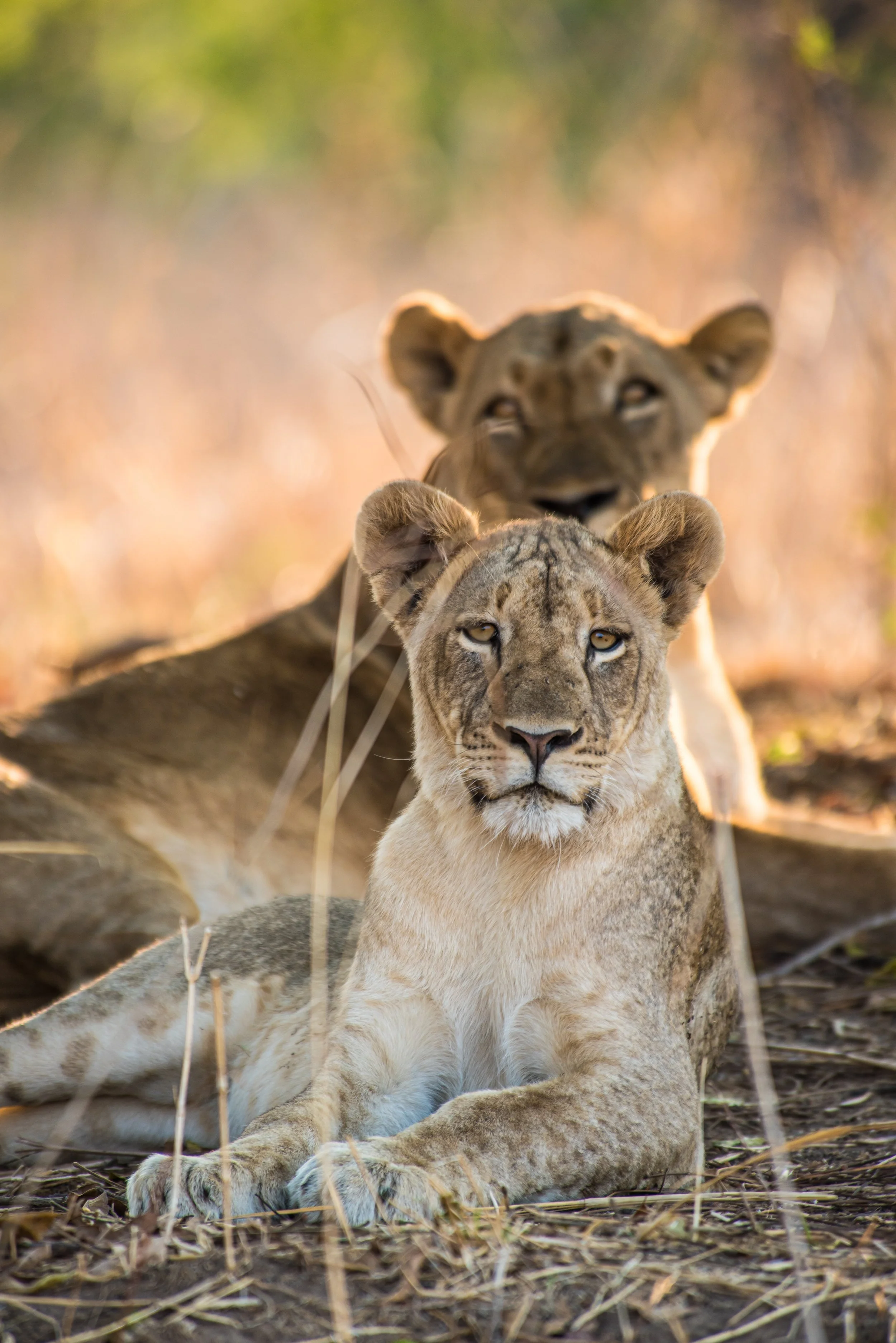 Two young lions resting on the ground, one lying in front with piercing eyes looking at the camera, and the other behind with a blurred face, in a natural grassland setting.